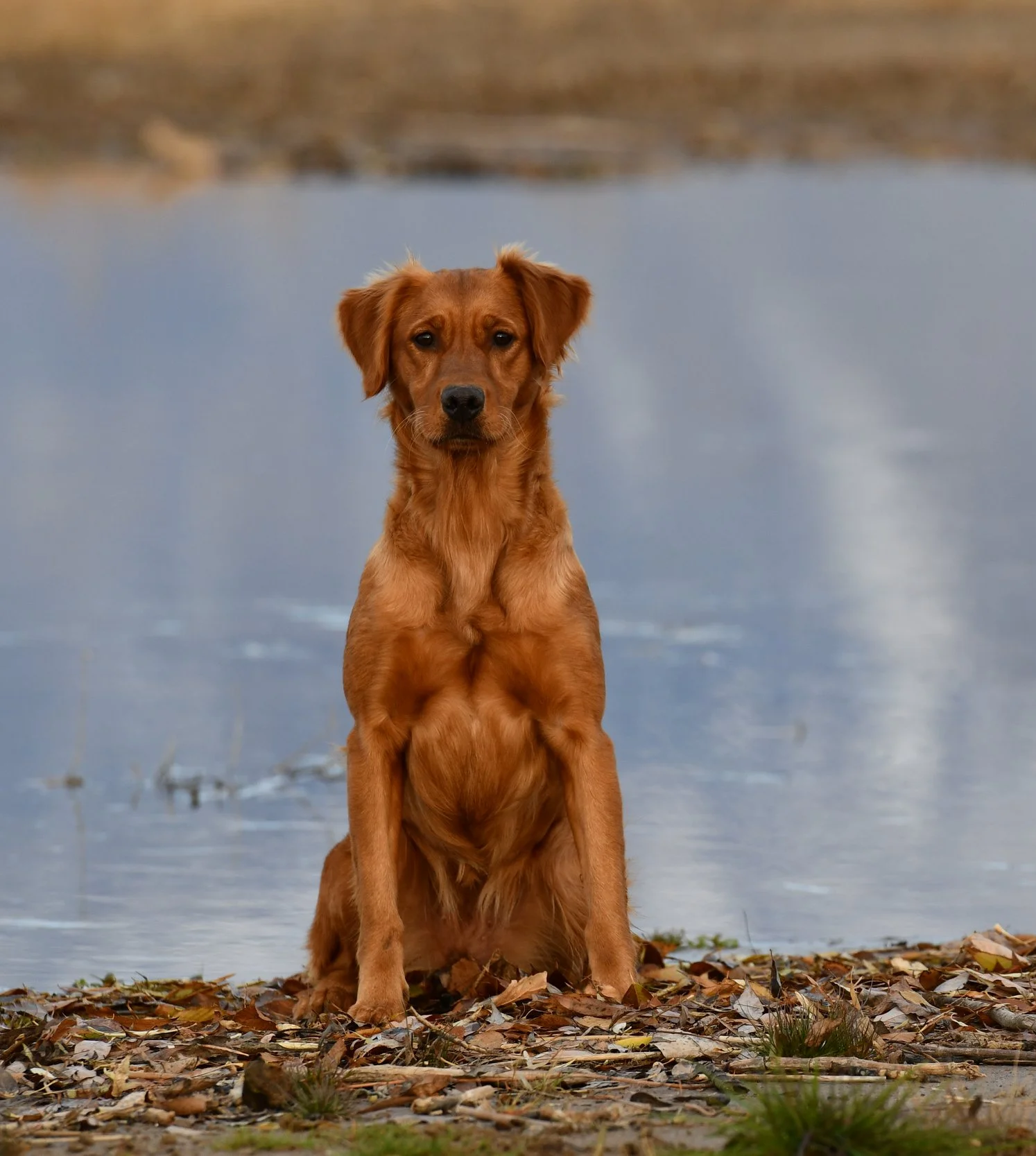 A brown dog sitting on a bed of fallen leaves near a body of water, with a blurred background of water and distant land.