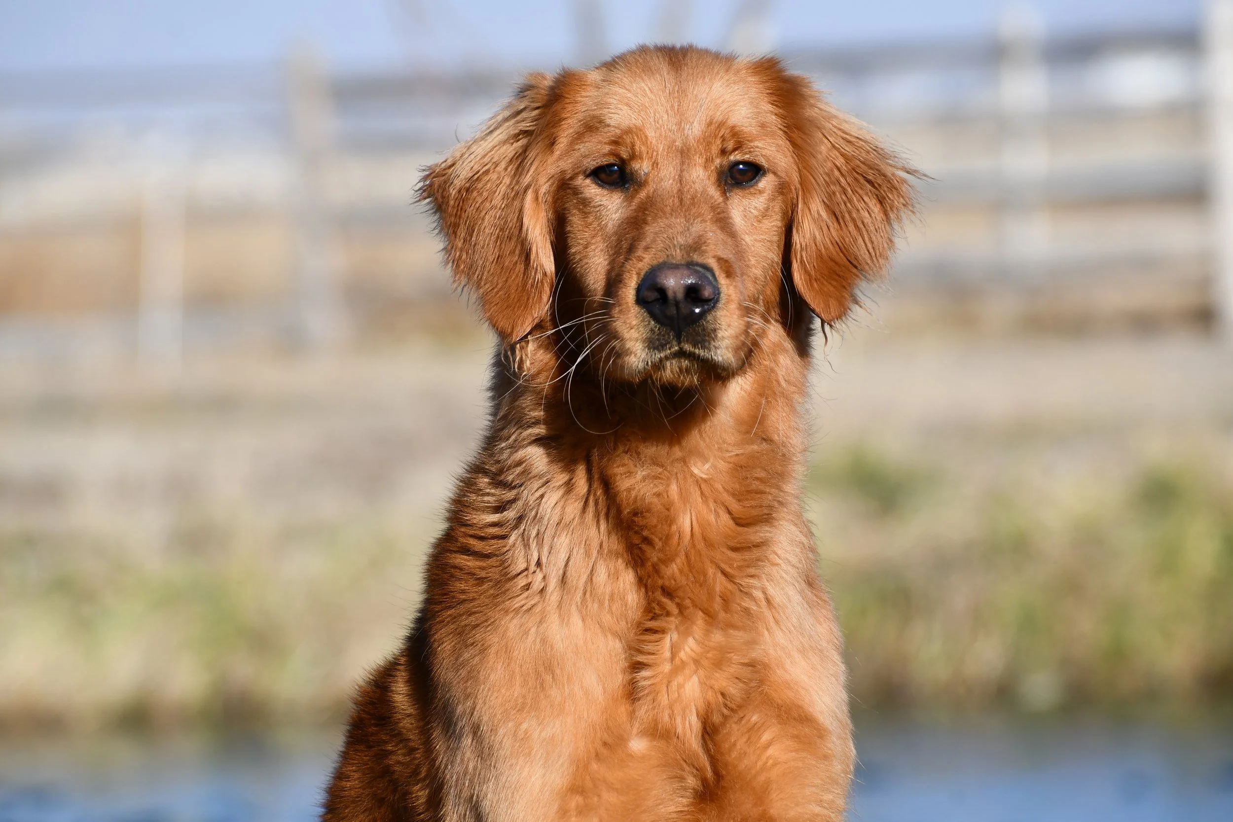 A young golden retriever puppy sitting outdoors on grass with a blurred background of a fence and sky.