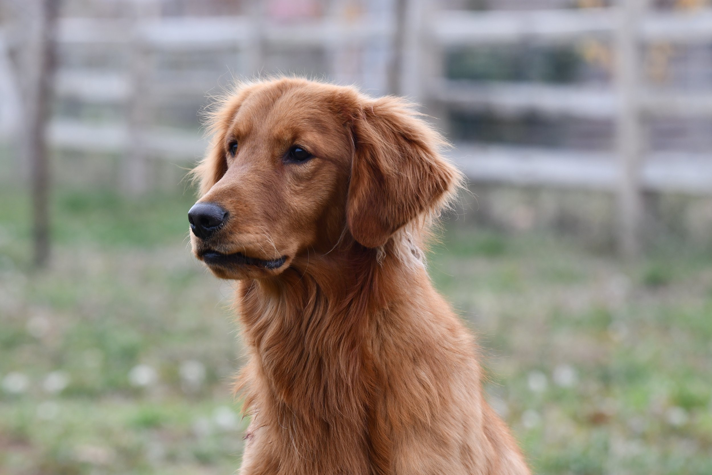 A golden retriever puppy outdoors near a wooden fence.