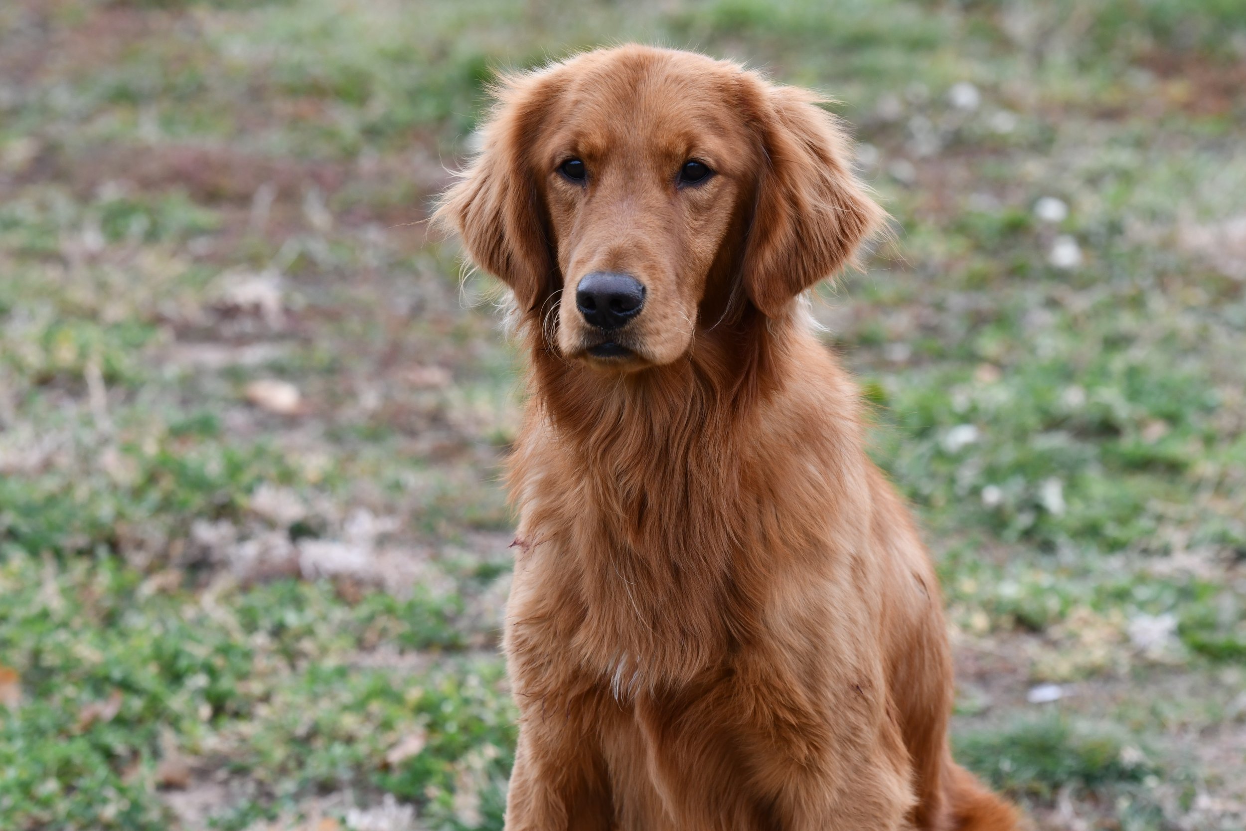 A golden retriever dog sitting outdoors on a grassy area with a blurred background.