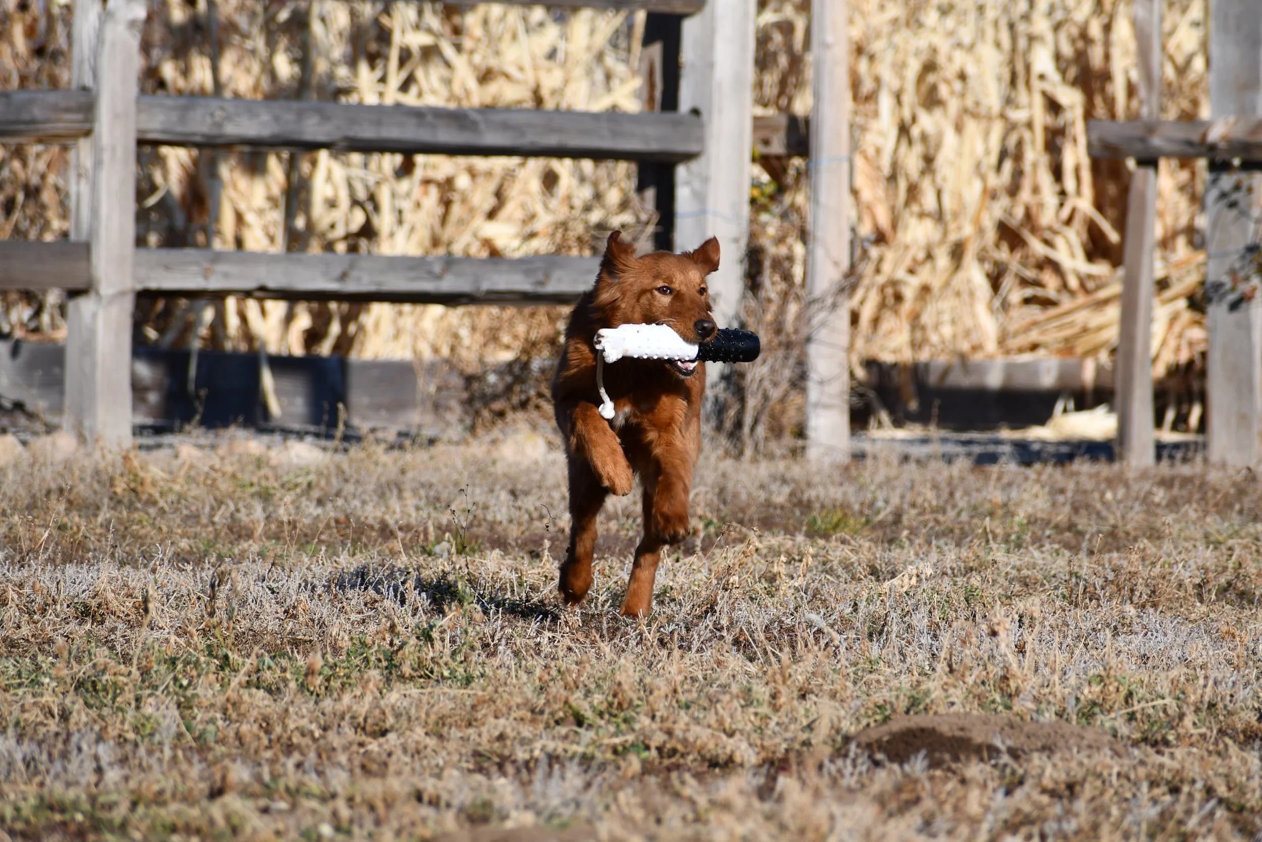 A brown dog running outdoors with a white and black toy in its mouth, on a grassy field near a wooden fence.