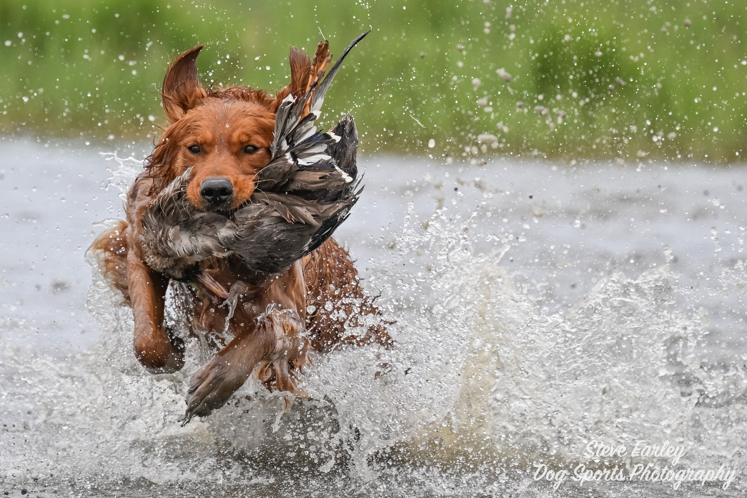Dog retrieving a duck in water during a hunting or training activity.