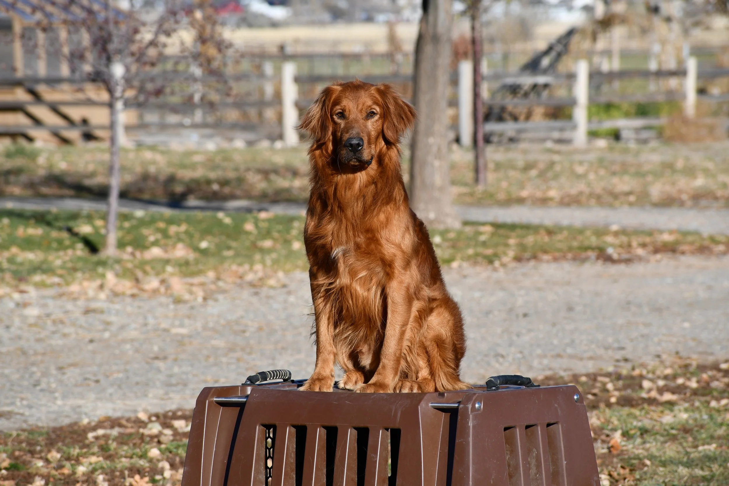 field bred golden retriever stud dog 
"Boss"