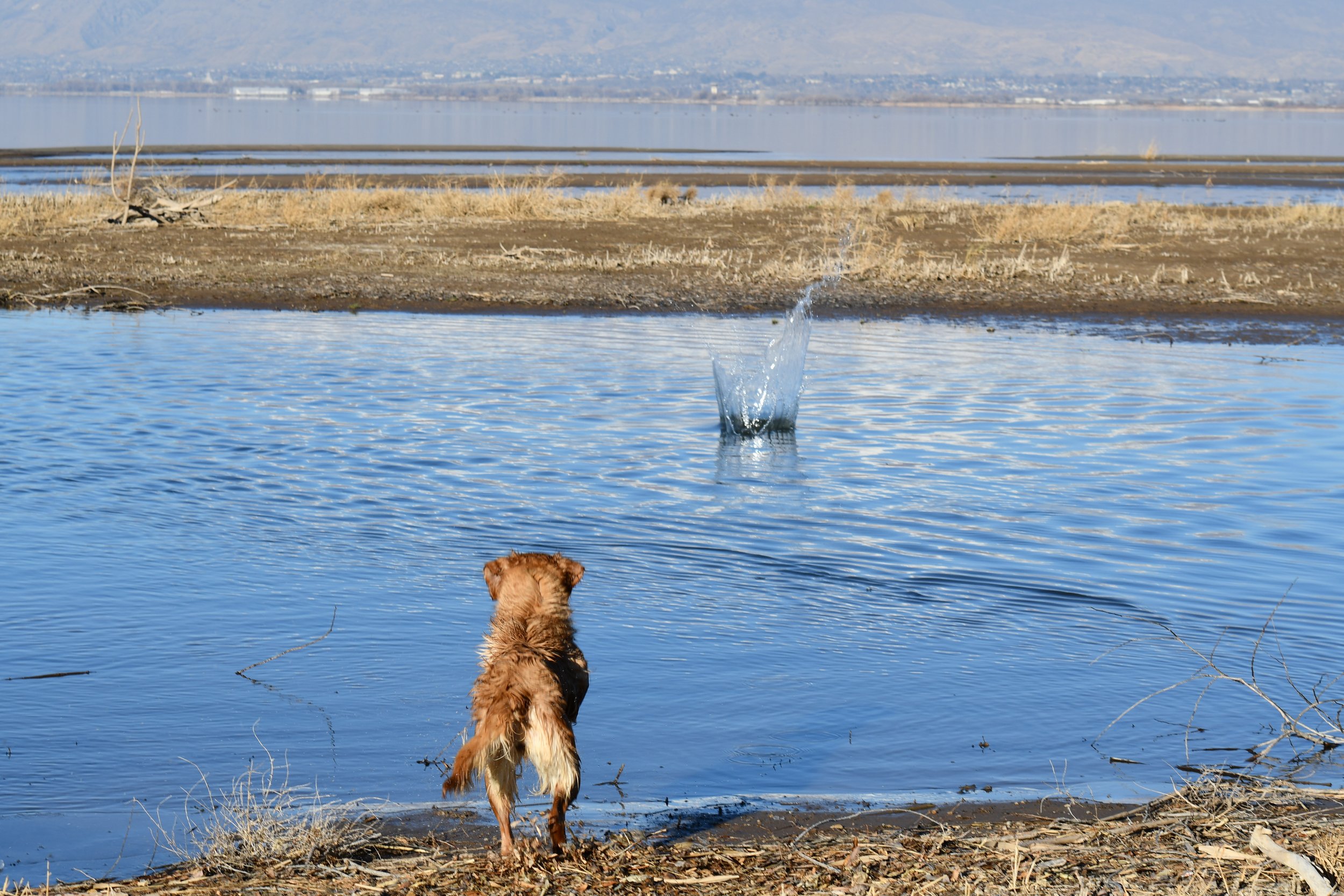 A dog standing at the water's edge, looking at the splash in a lake or pond with a splash, surrounded by dry grass and reeds, with mountains and a town or city in the background.
