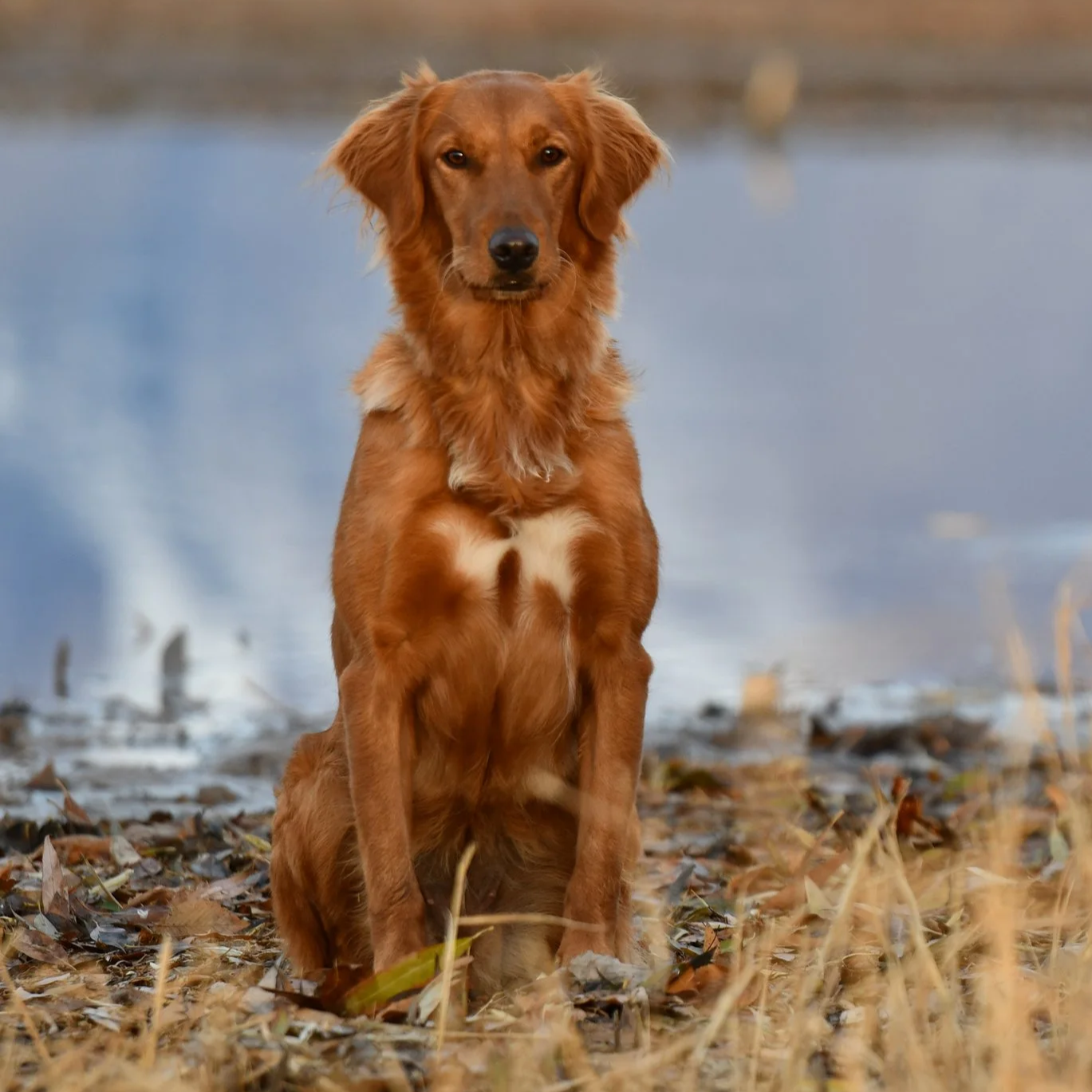 field bred golden retrievers, hunting golden retriever