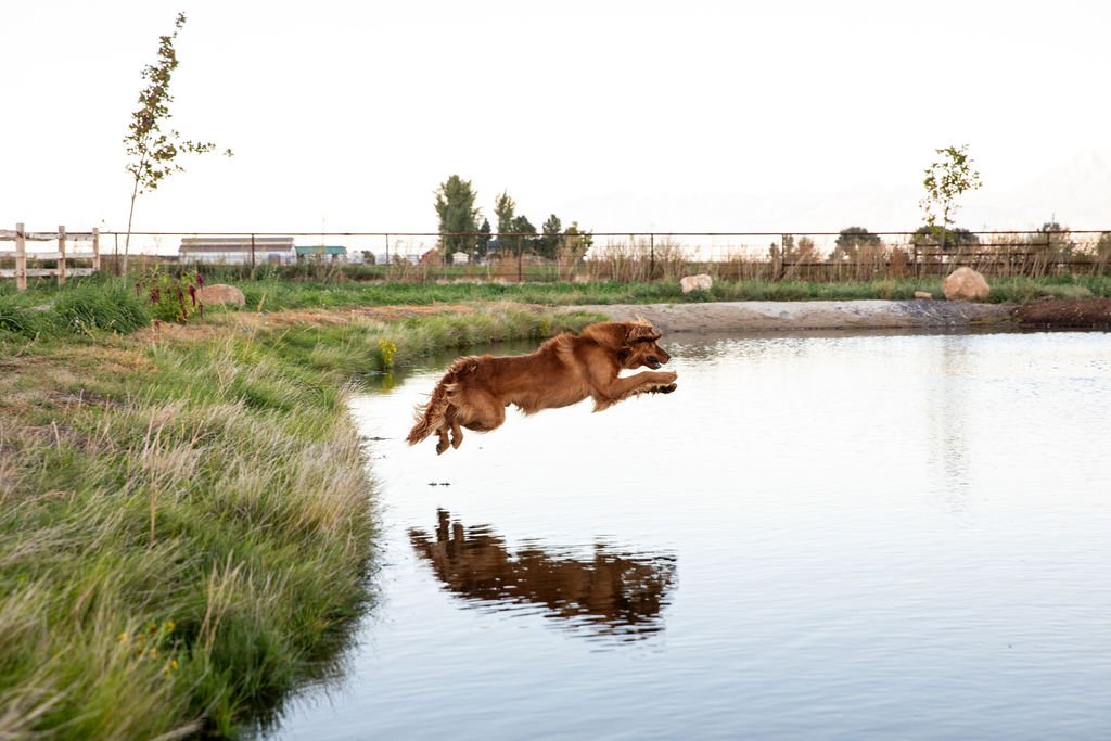 great water entry, golden retriever
