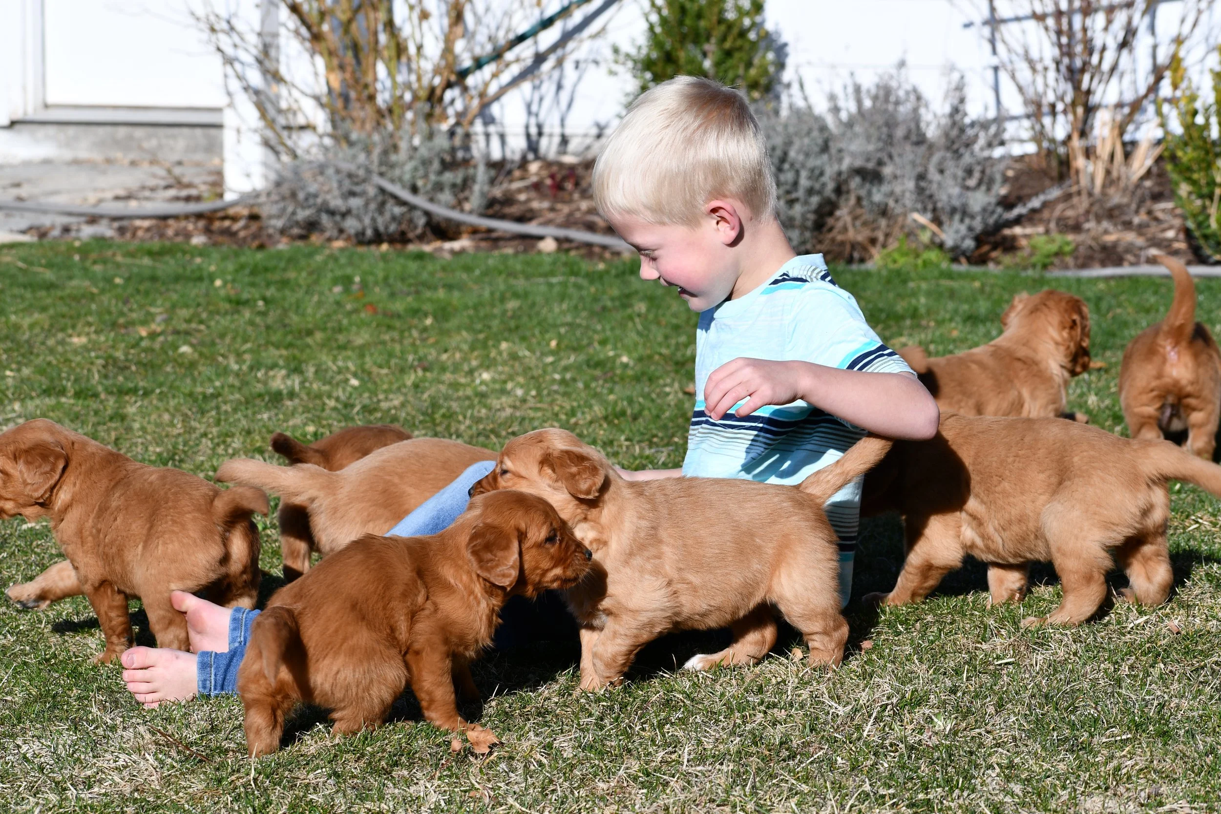 Field Bred Golden Retriever , best family dog, cutest puppies,