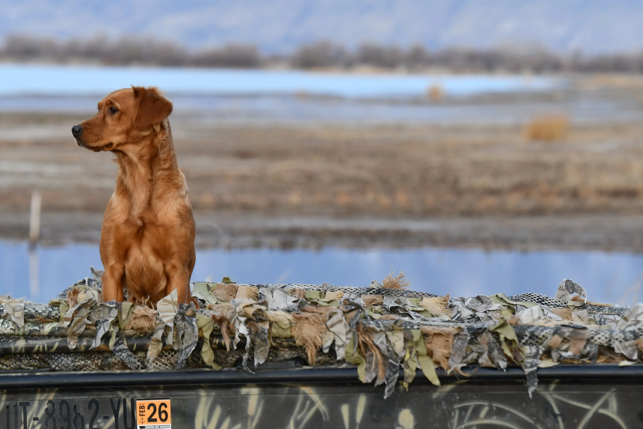 A young golden retriever puppy standing on a camouflage-patterned surface outdoors with a blurred water and shoreline background.