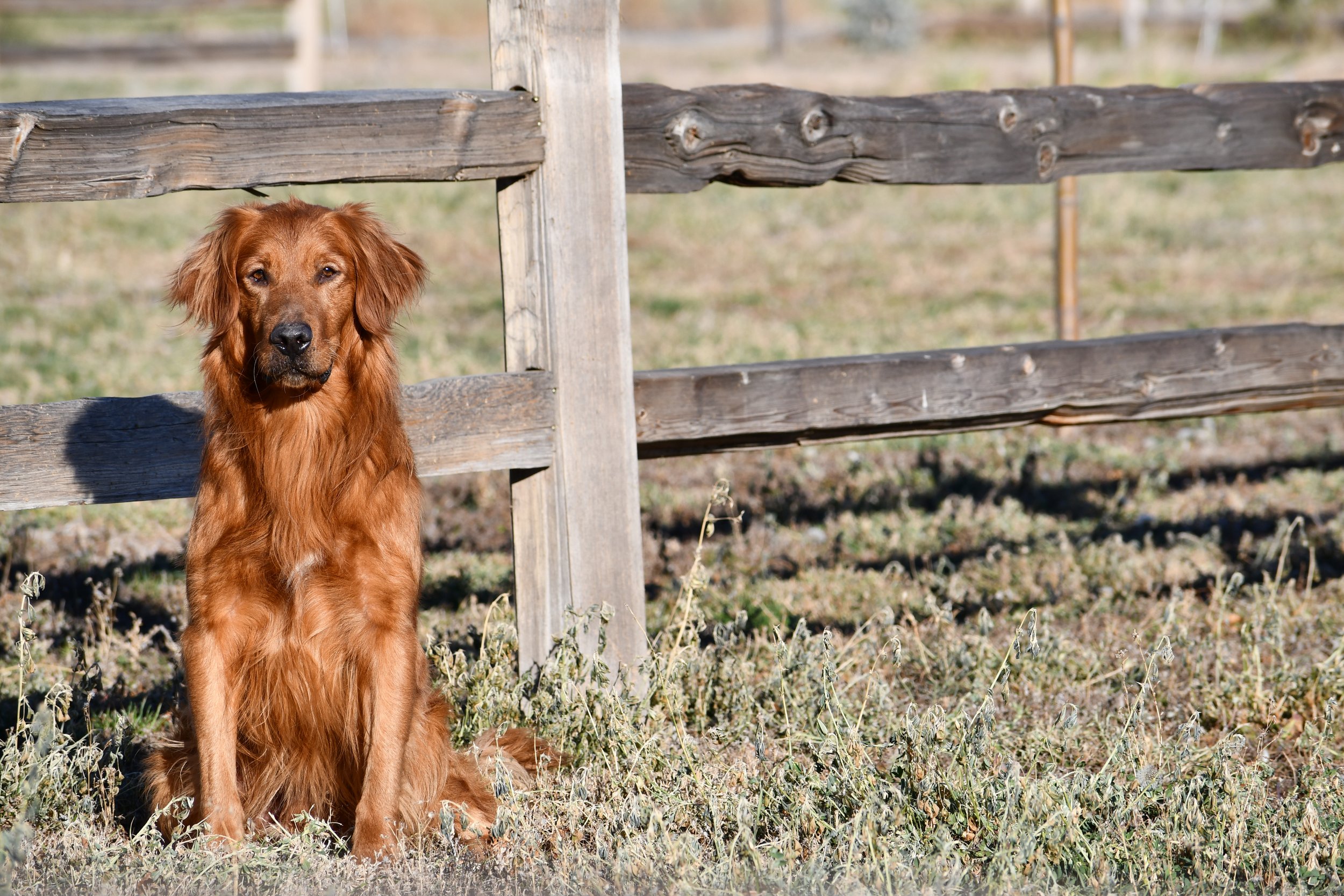 A reddish-brown retriever dog sitting in a field with a wooden fence in the background.
