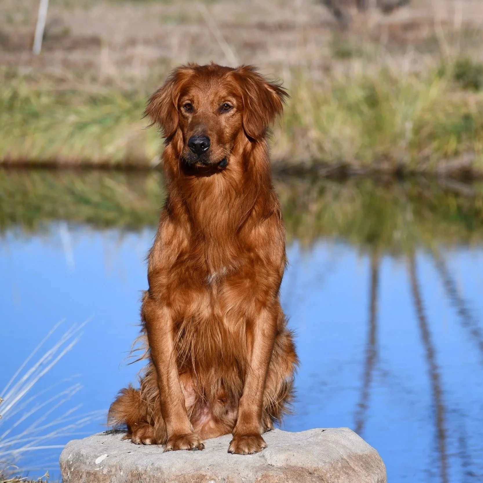 Golden retriever dog sitting on a rock near a body of water with trees in the background.