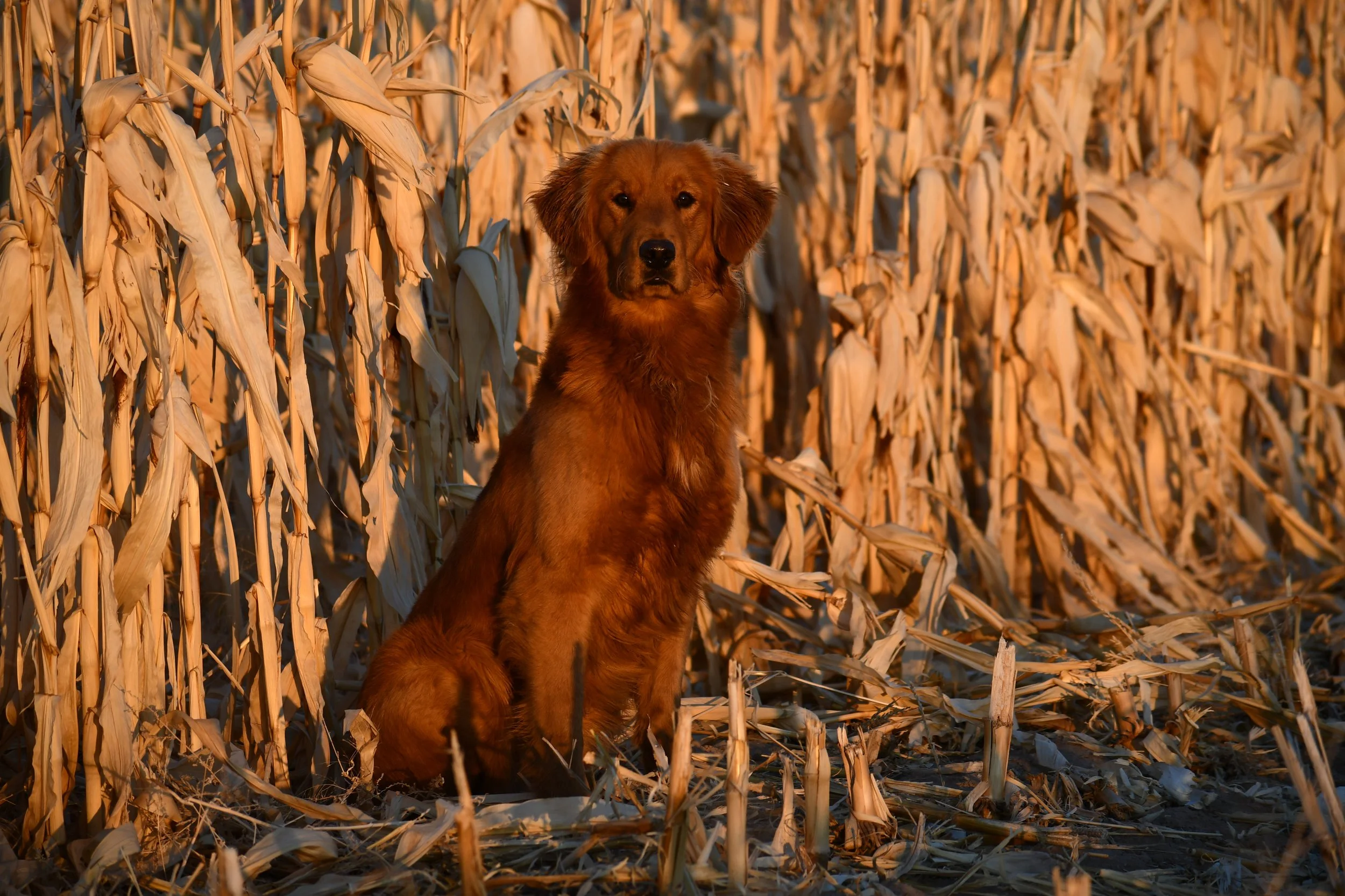 A golden retriever dog sitting in a field of dried corn stalks during sunset.