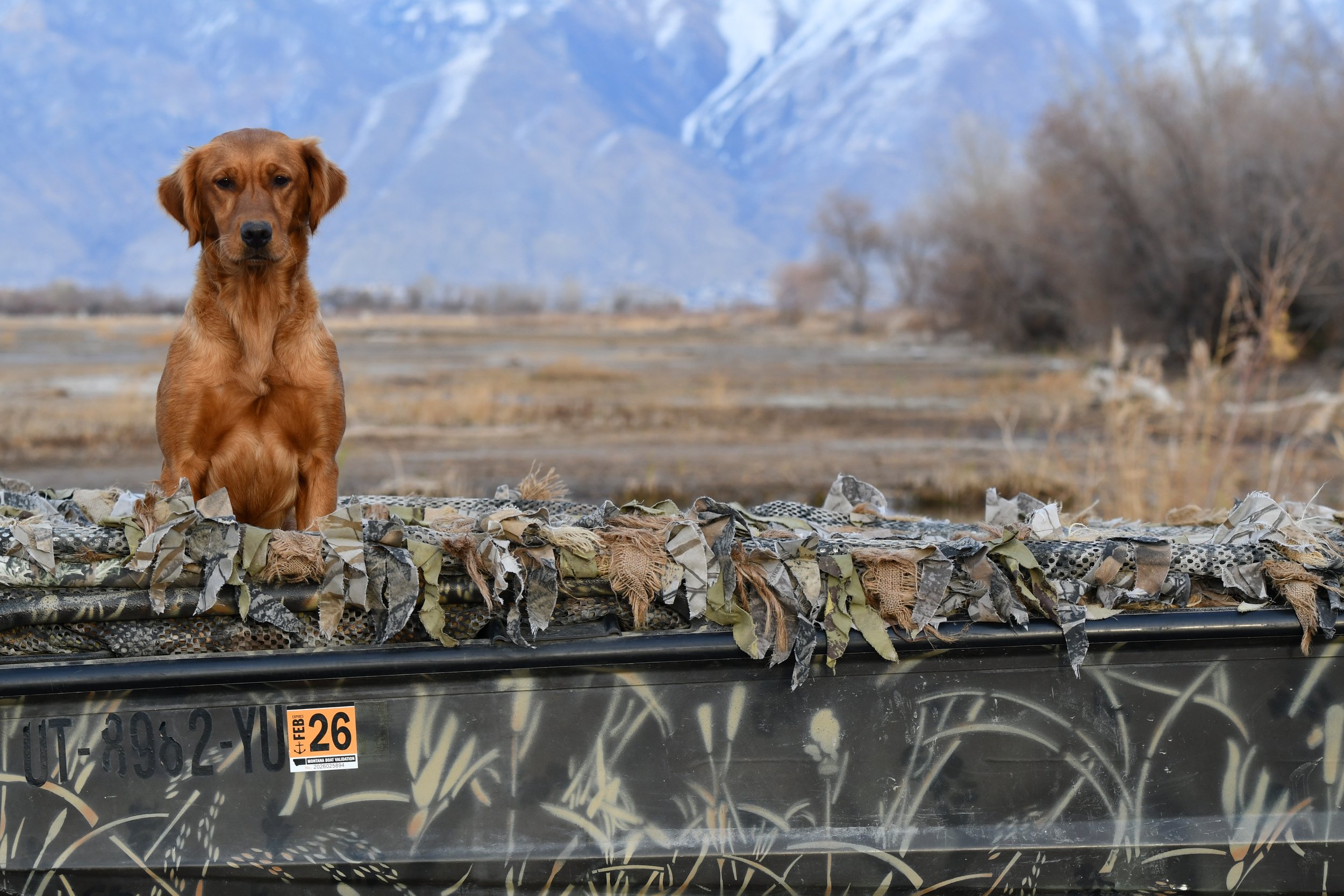 A golden retriever dog sitting on a camouflage-patterned platform outdoors with a mountain range and trees in the background.