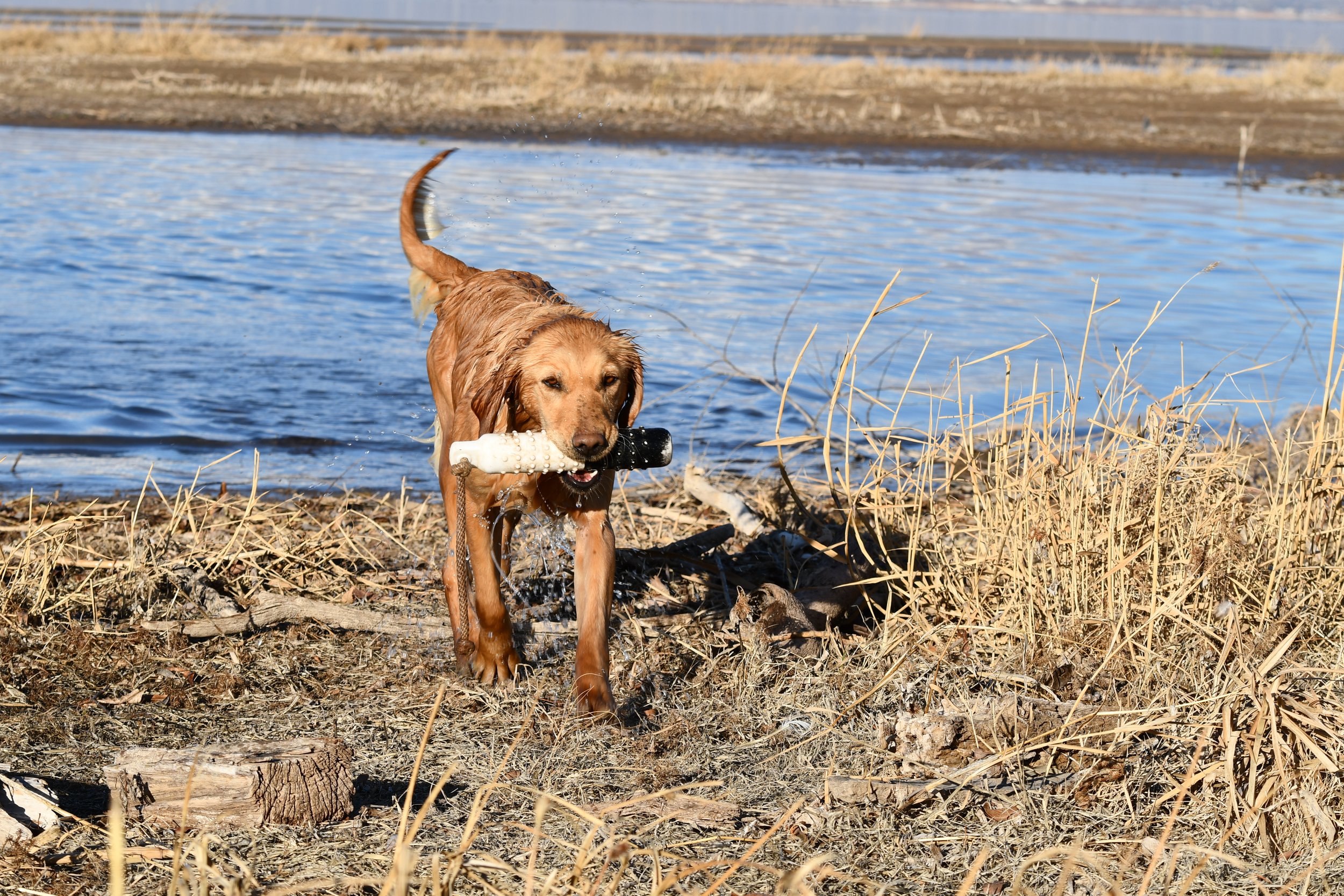 A golden retriever dog wading out of a body of water carrying a stick in its mouth.