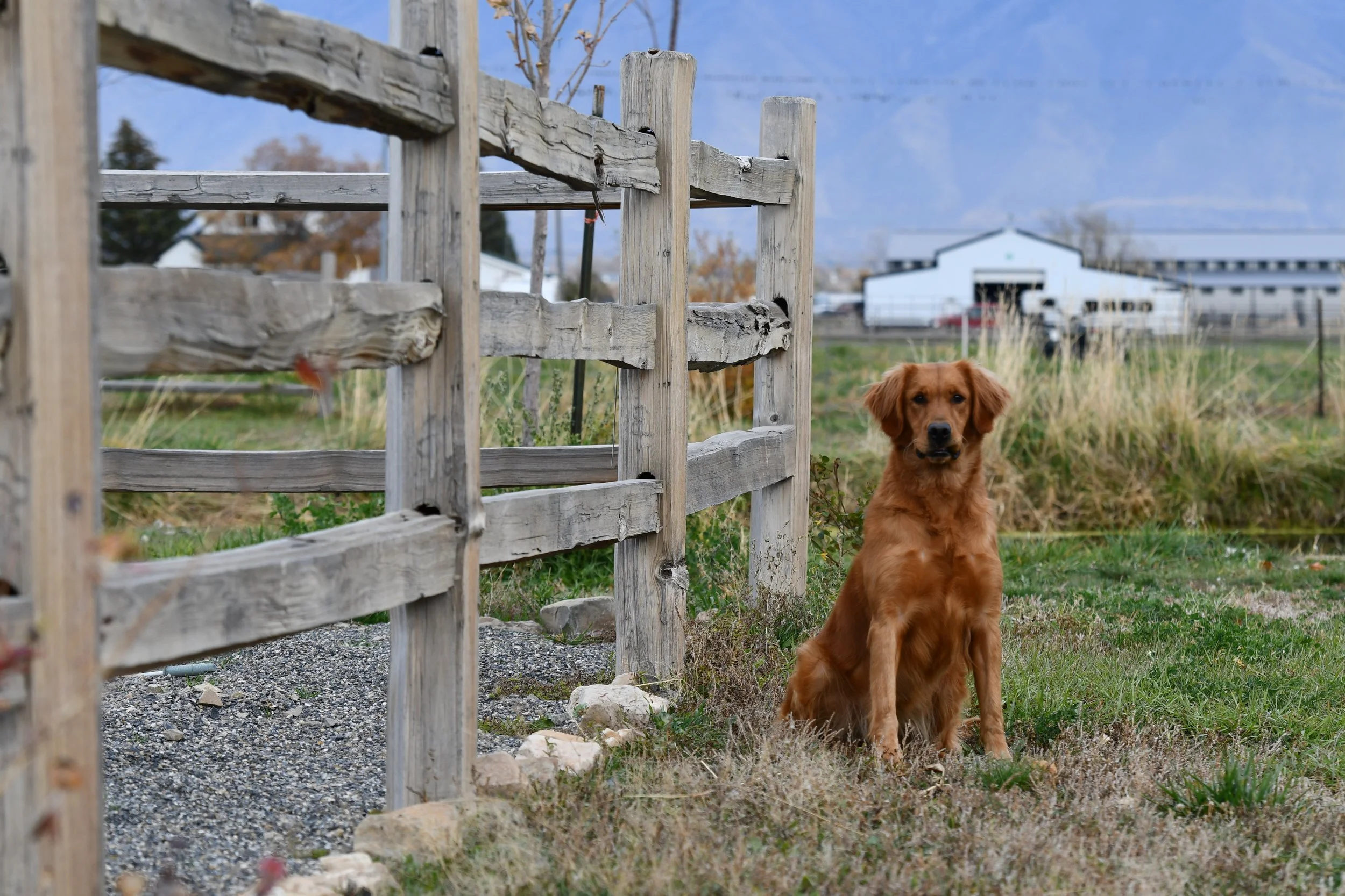 A golden retriever dog sitting outdoors on grass near a weathered wooden fence with a farm in the background on a cloudy day.