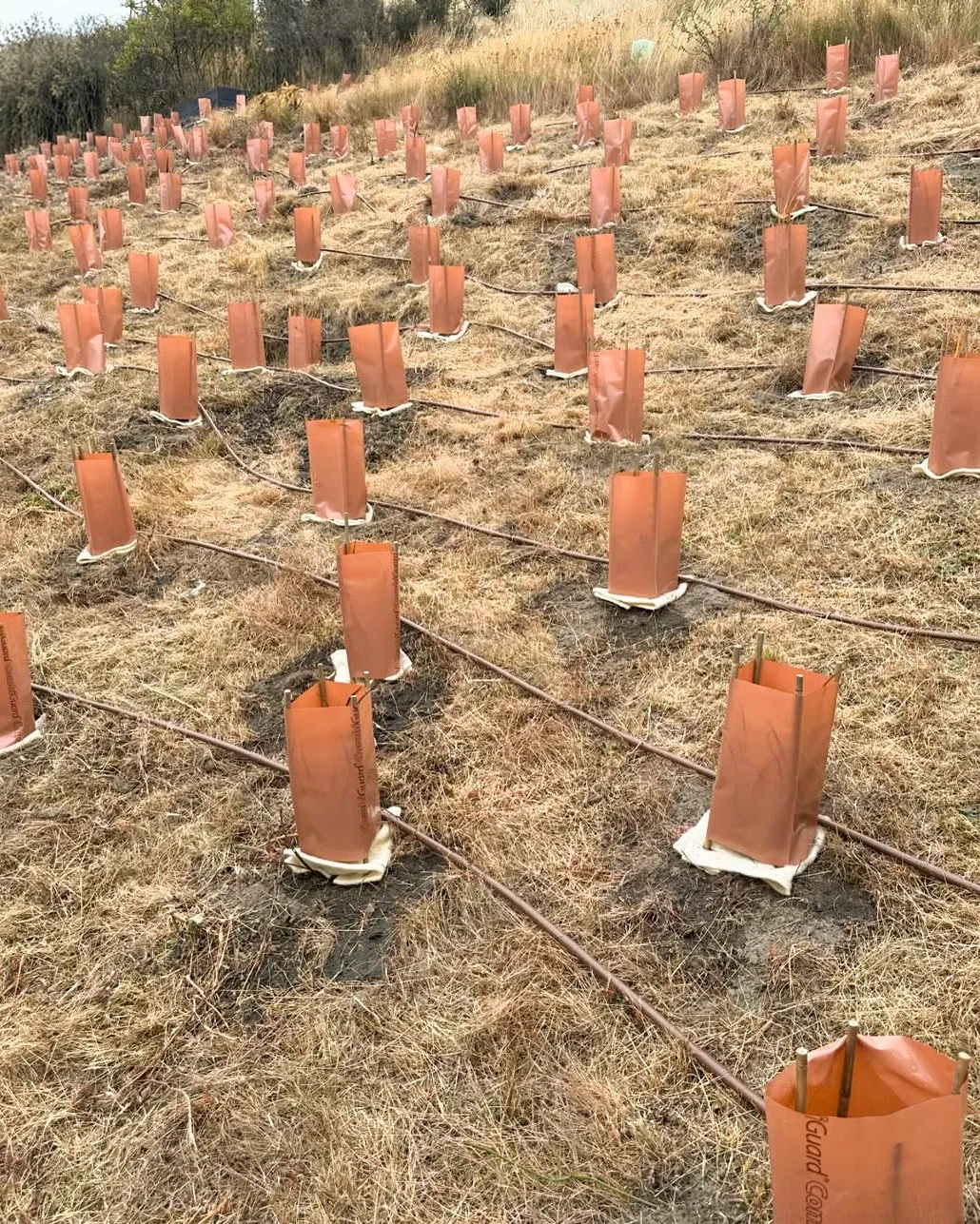 Multiple orange tree guards with drip irrigation in a grassy field.