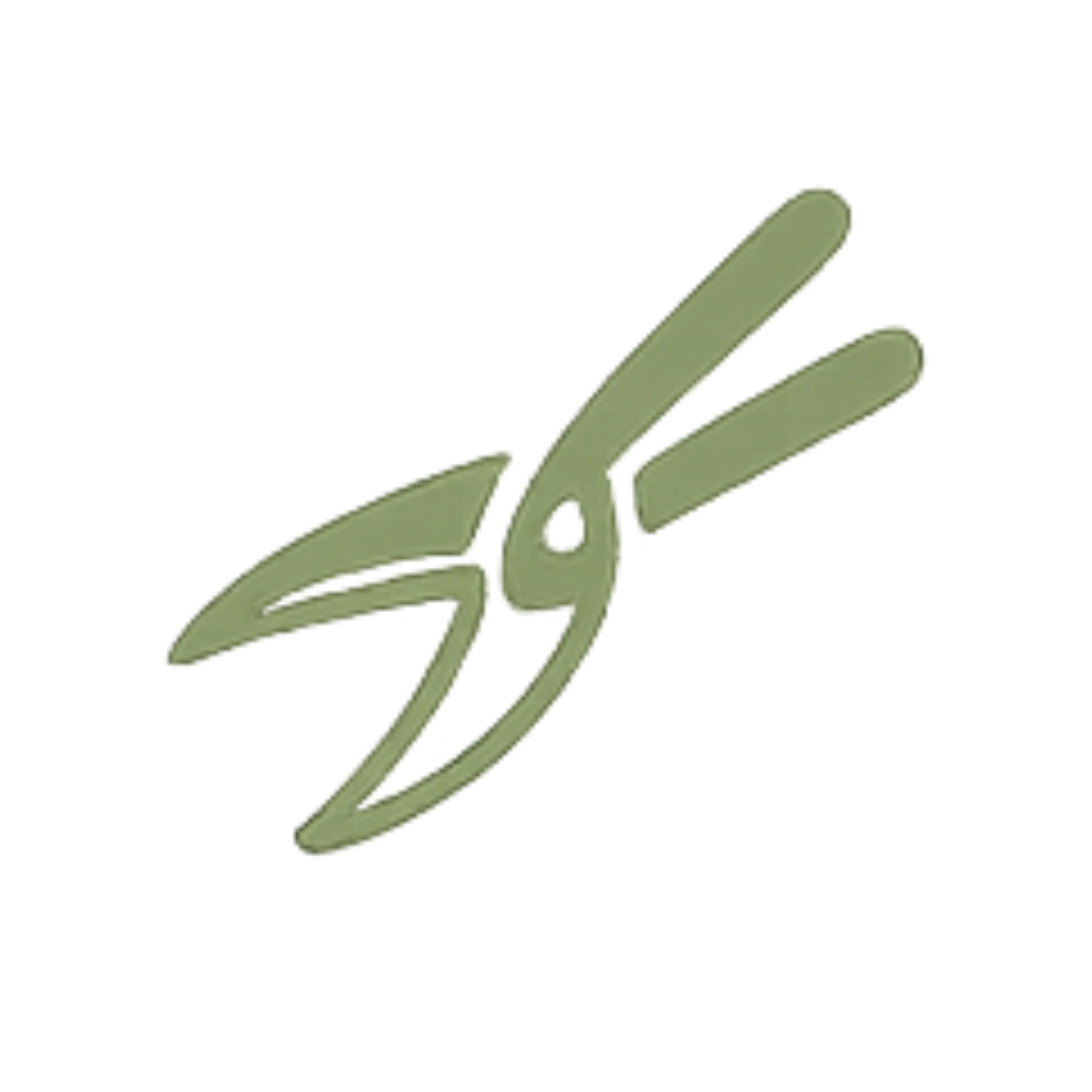 Close-up view of green olives on a branch.