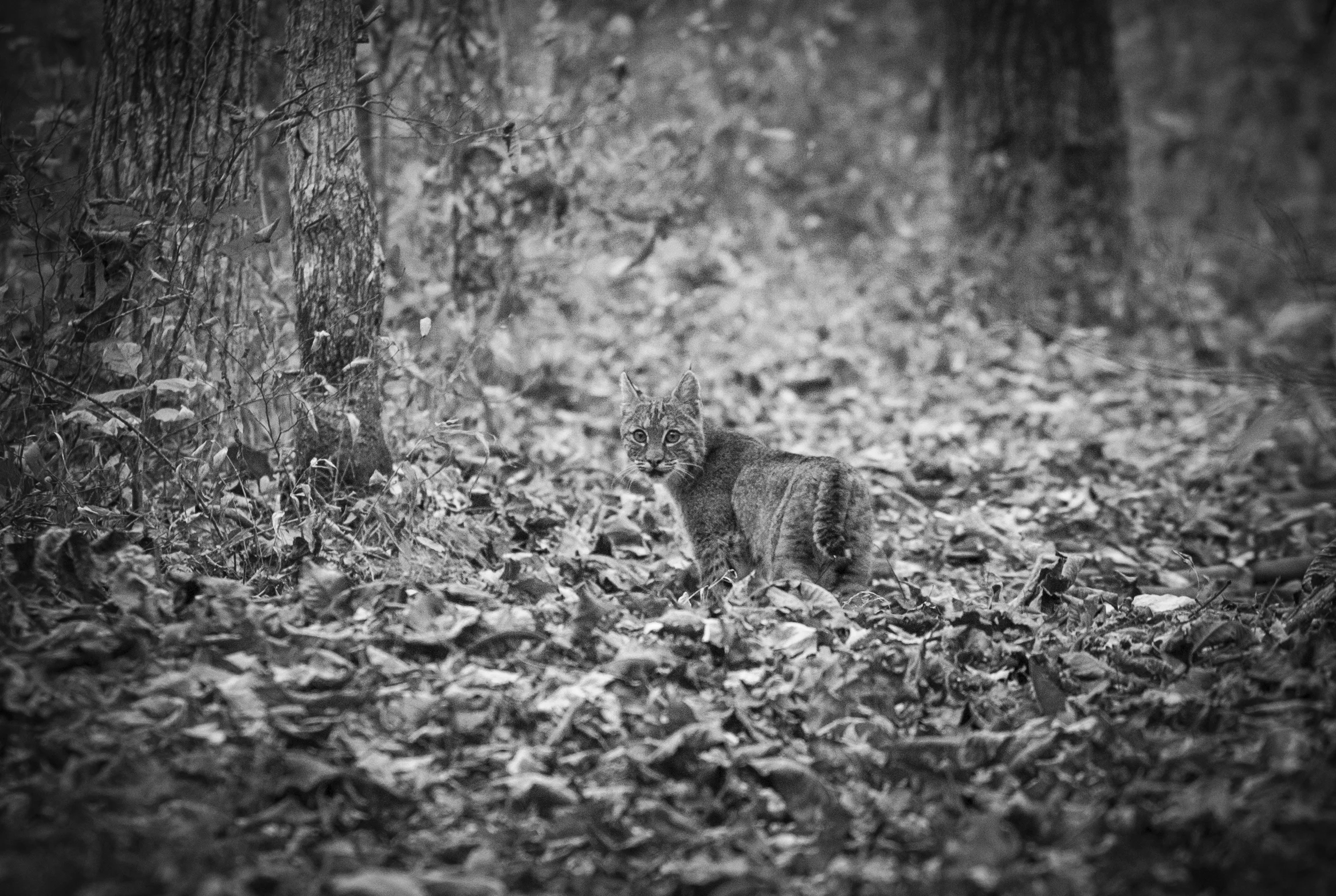 bobcat-2.jpg