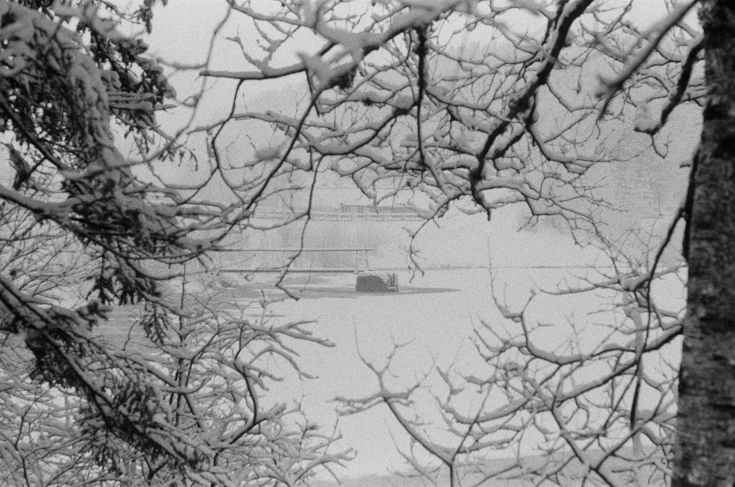 Baum mit dicken, schneebedeckten Zweigen im winterlichen Himmel.