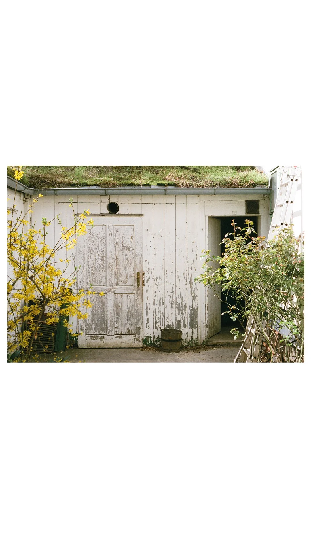 Ein alter, weiß gestrichener Gartenschuppen mit einer Tür und einem offenen Eingang, umgeben von gelbem Frühlingsstrauch und einer Leiter auf der rechten Seite.