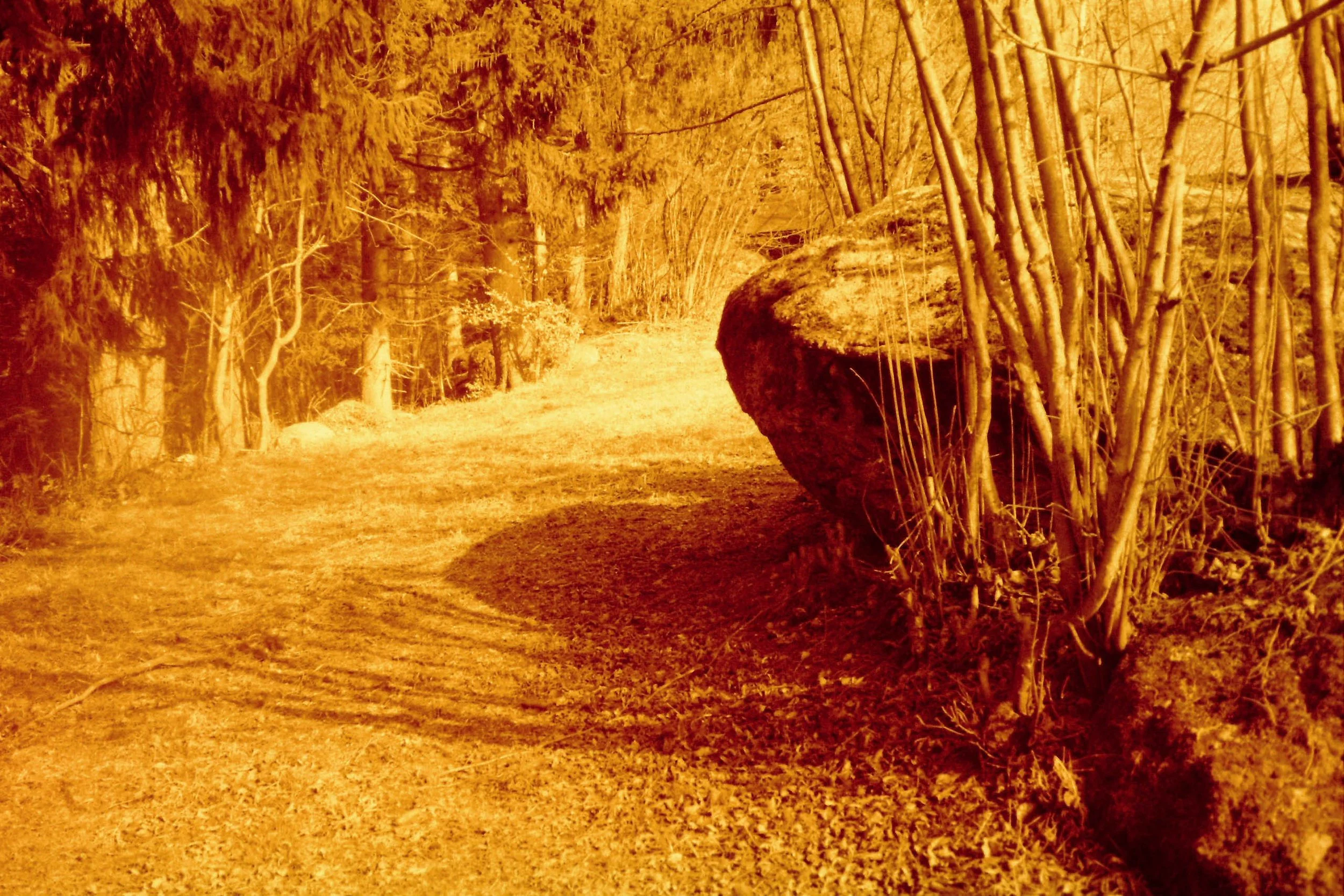 Ein Waldweg im Abendlicht mit Bäumen auf beiden Seiten.