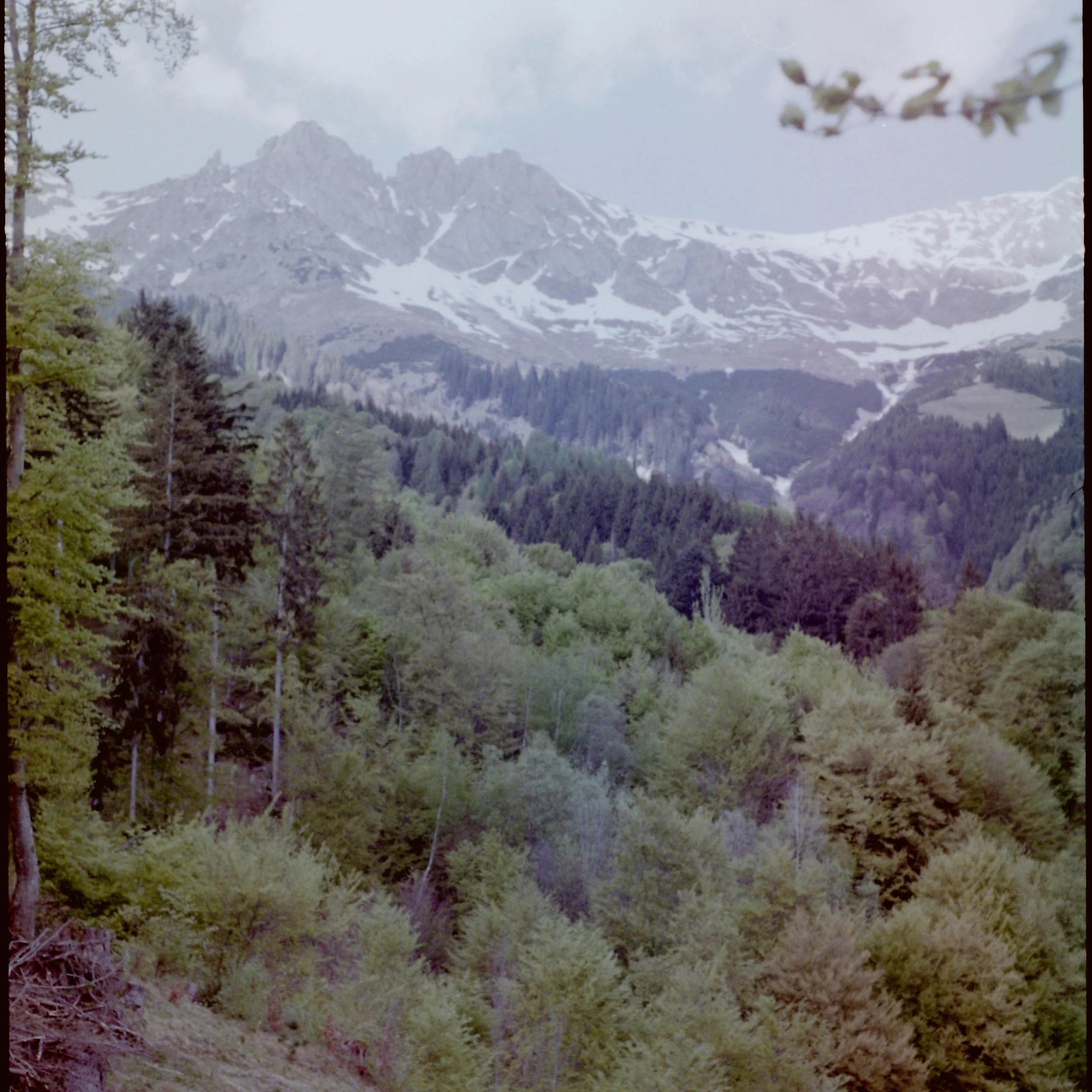 Gemälde einer Berglandschaft mit schneebedeckten Gipfeln, umgeben von Tannenwald im Vordergrund.