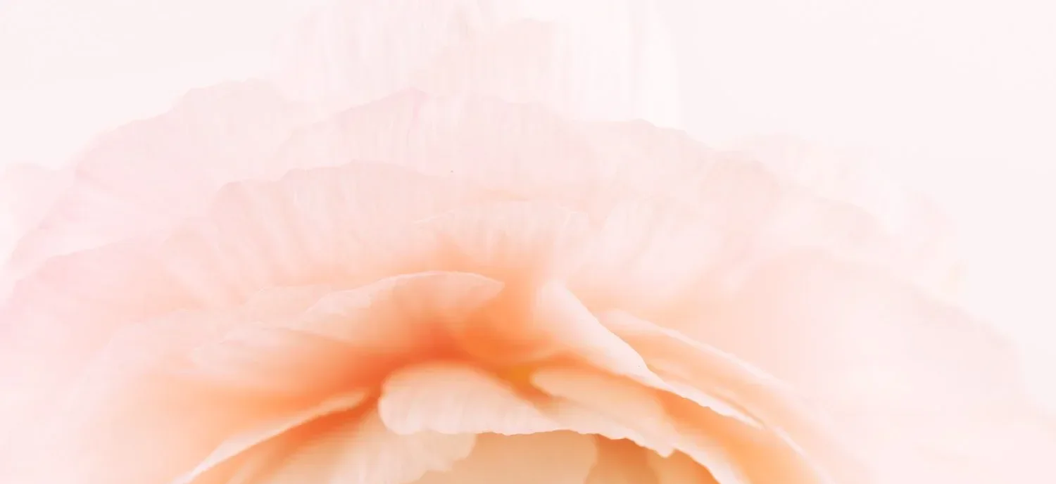Close-up of pale pink and white flower petals.