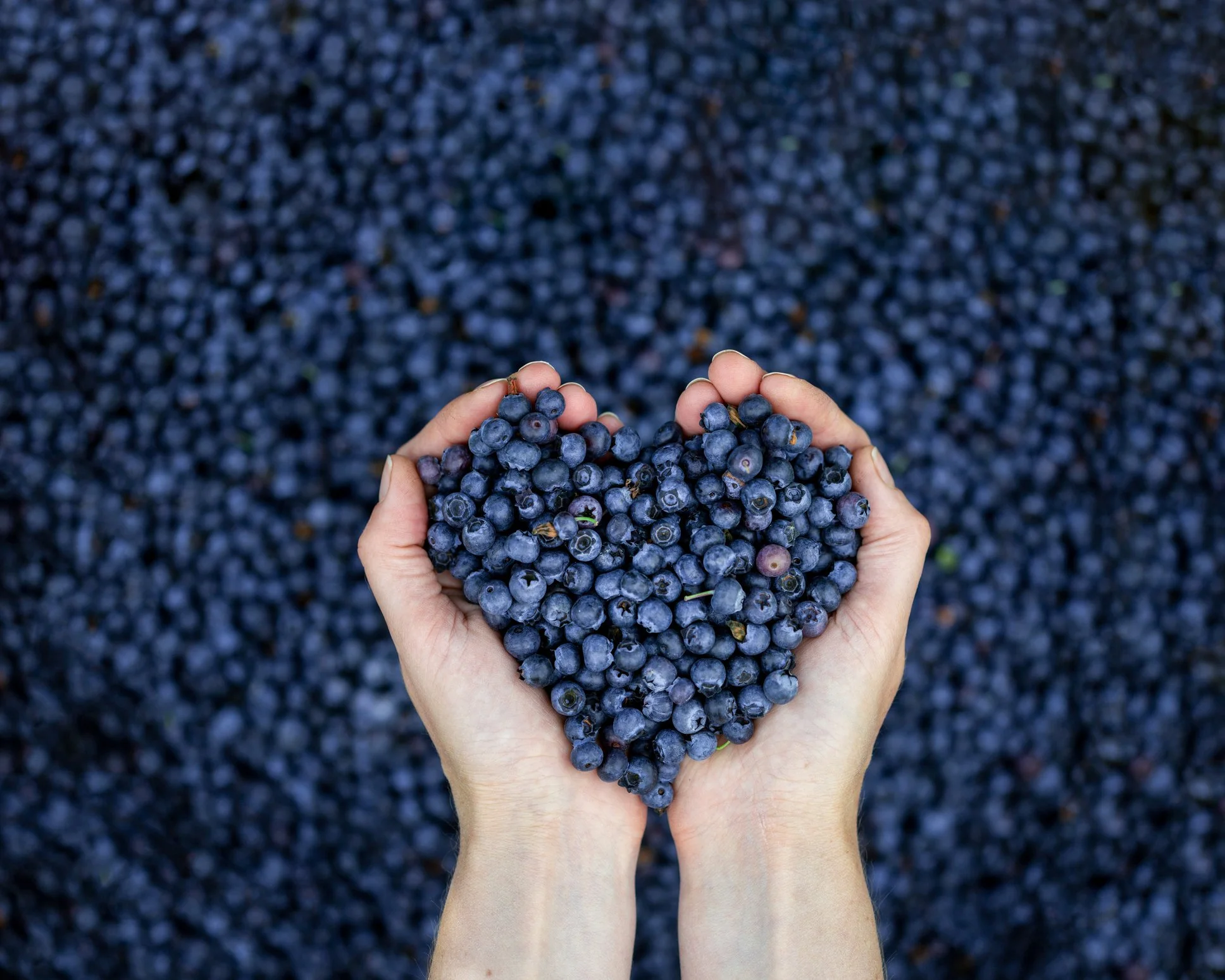 Two hands holding a bunch of ripe blueberries over a large collection of blueberries on the ground.