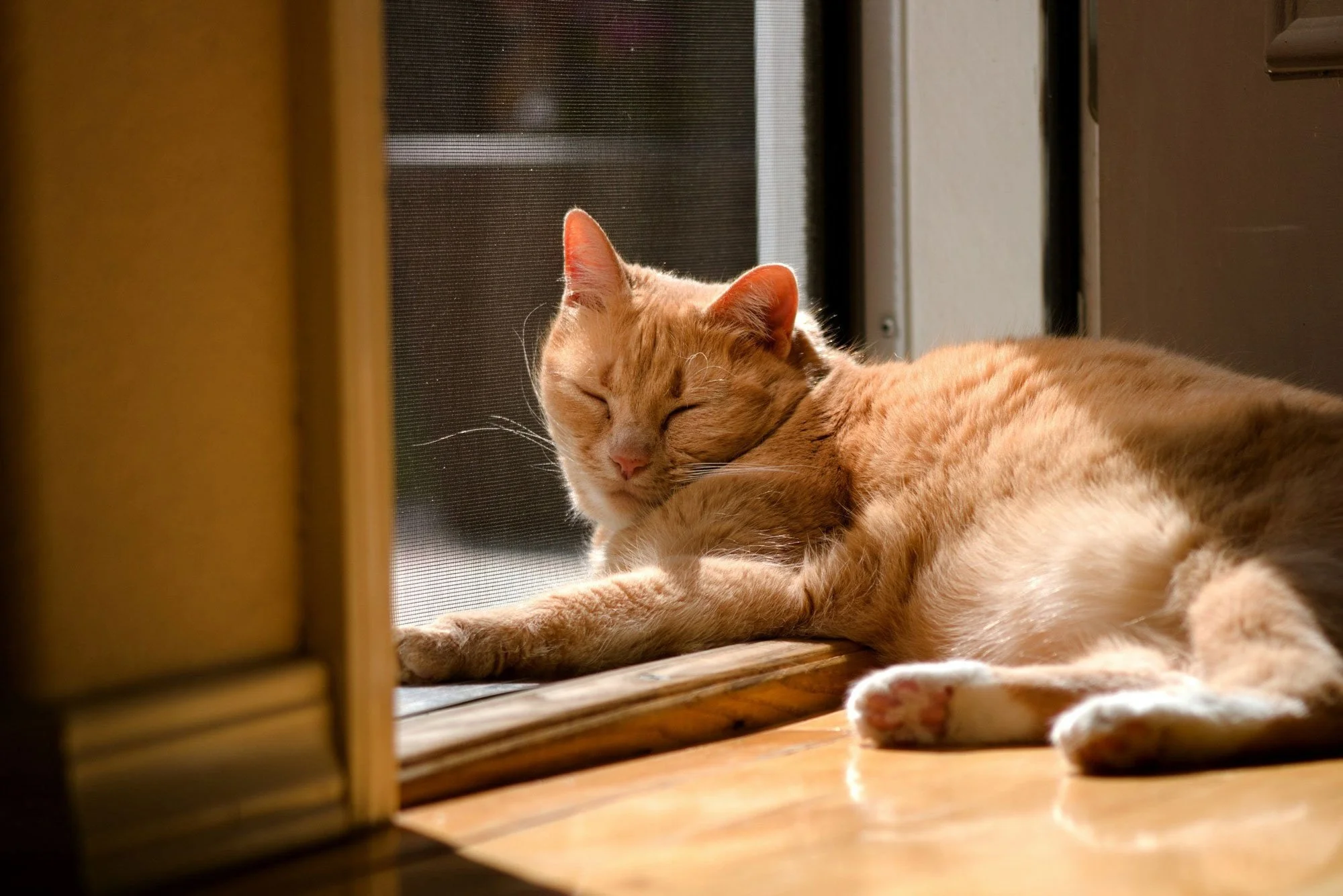 Pet-friendly screen doors