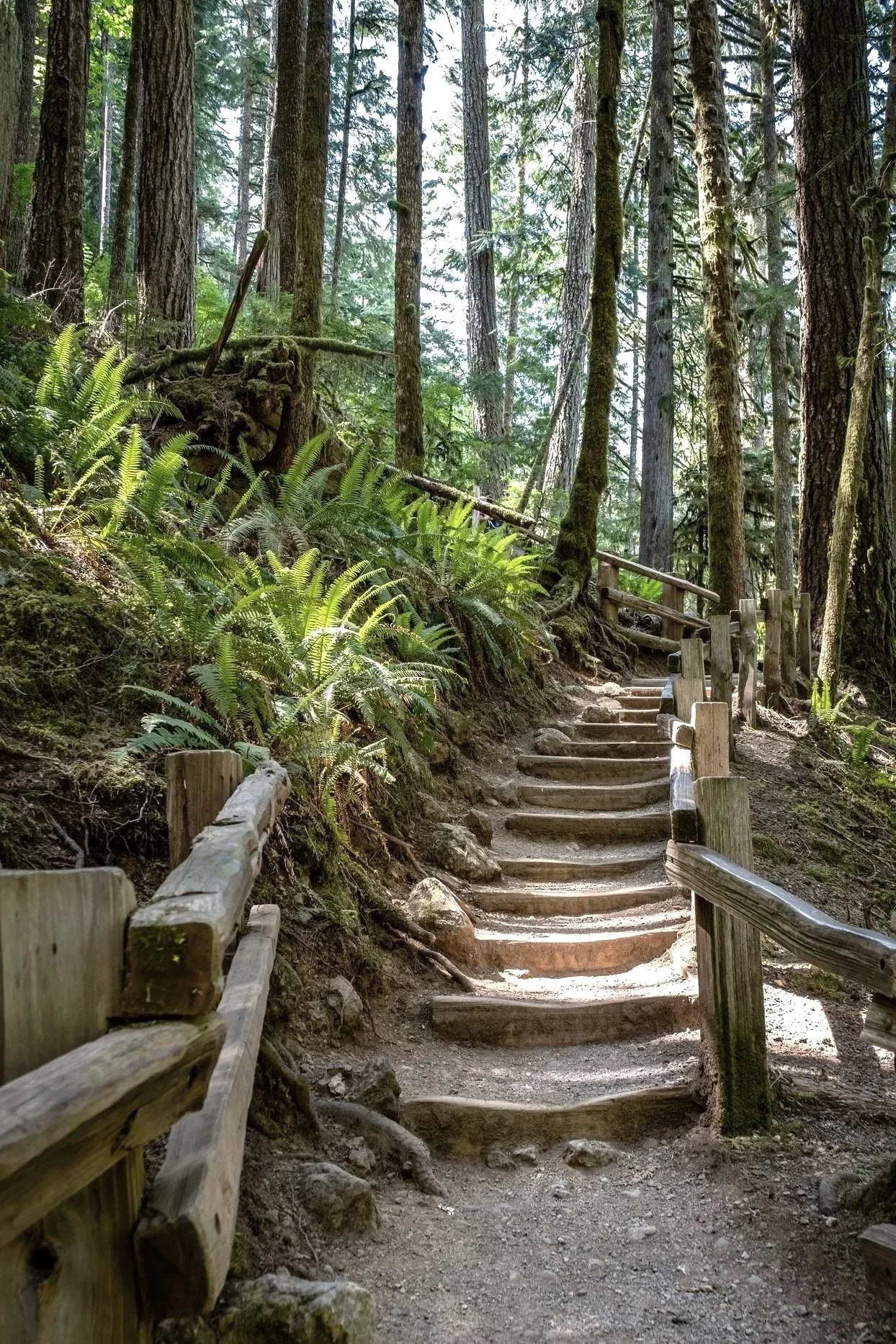 A dirt hiking trail with wooden steps and a railing runs through a dense forest of tall pine trees and ferns.