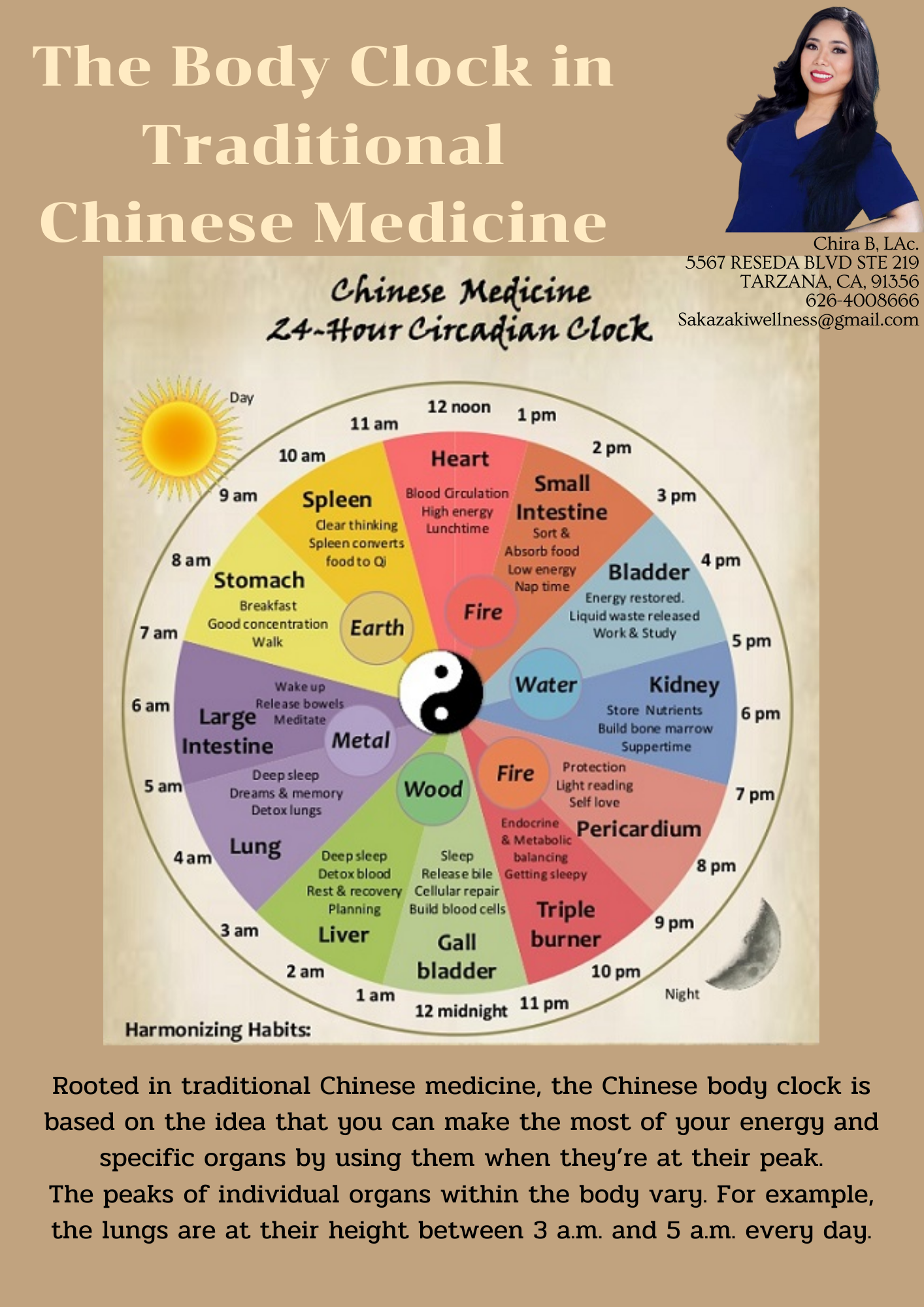 Traditional Chinese medicine body clock and 24-hour organ cycle.