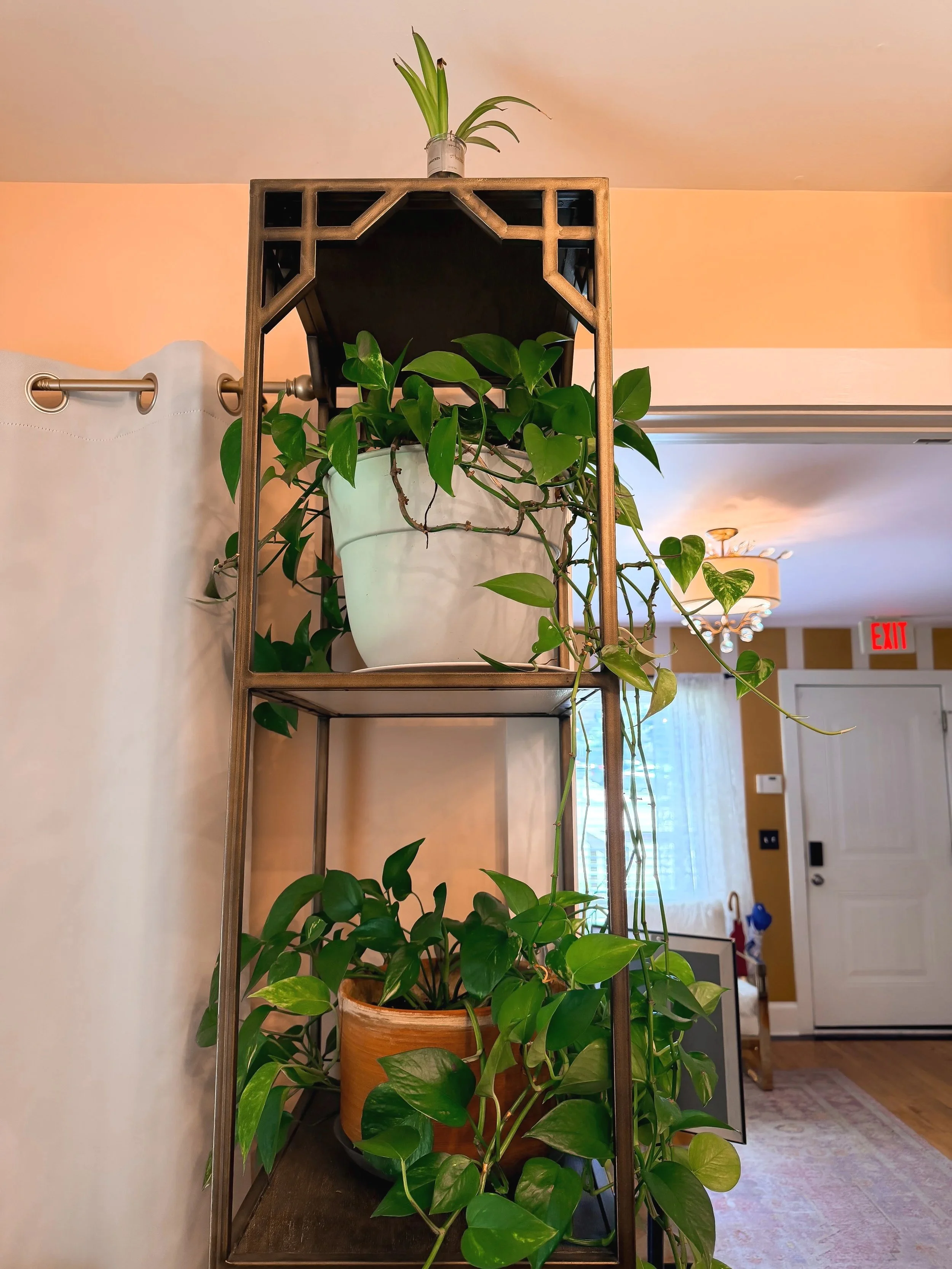 Indoor space with shelving unit holding multiple potted plants, with a larger plant at the bottom, a medium-sized plant in the middle, and a small plant on top, background shows a doorway and part of a ceiling with a light fixture.