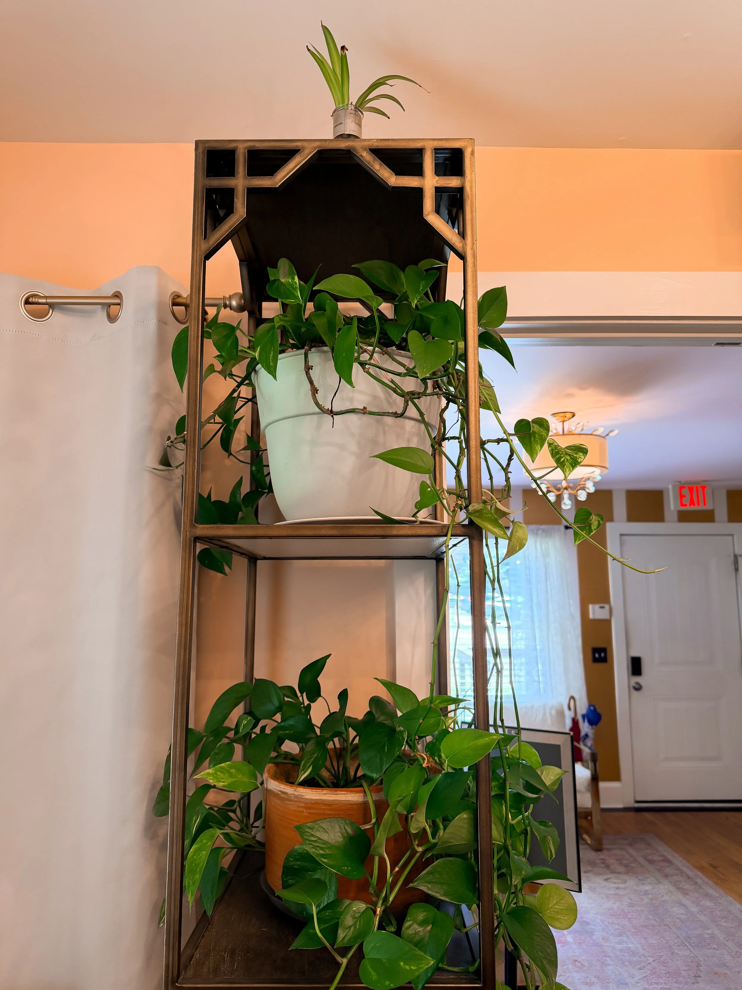 Indoor scene with a metal plant stand holding three potted green plants, and a window with curtains in the background.