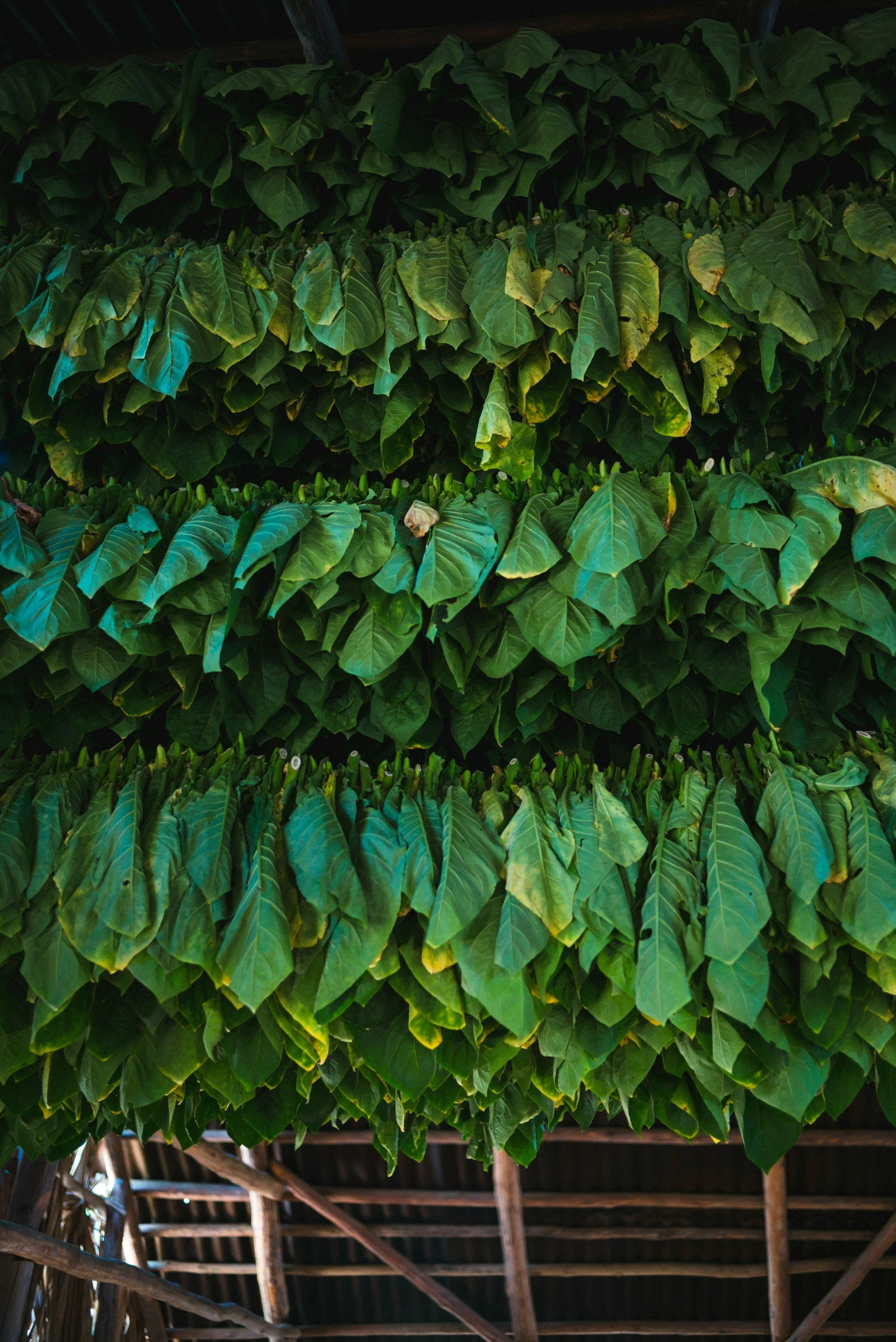Several green leaves hanging from a roof structure, with wooden beams and a thatched roof visible underneath.