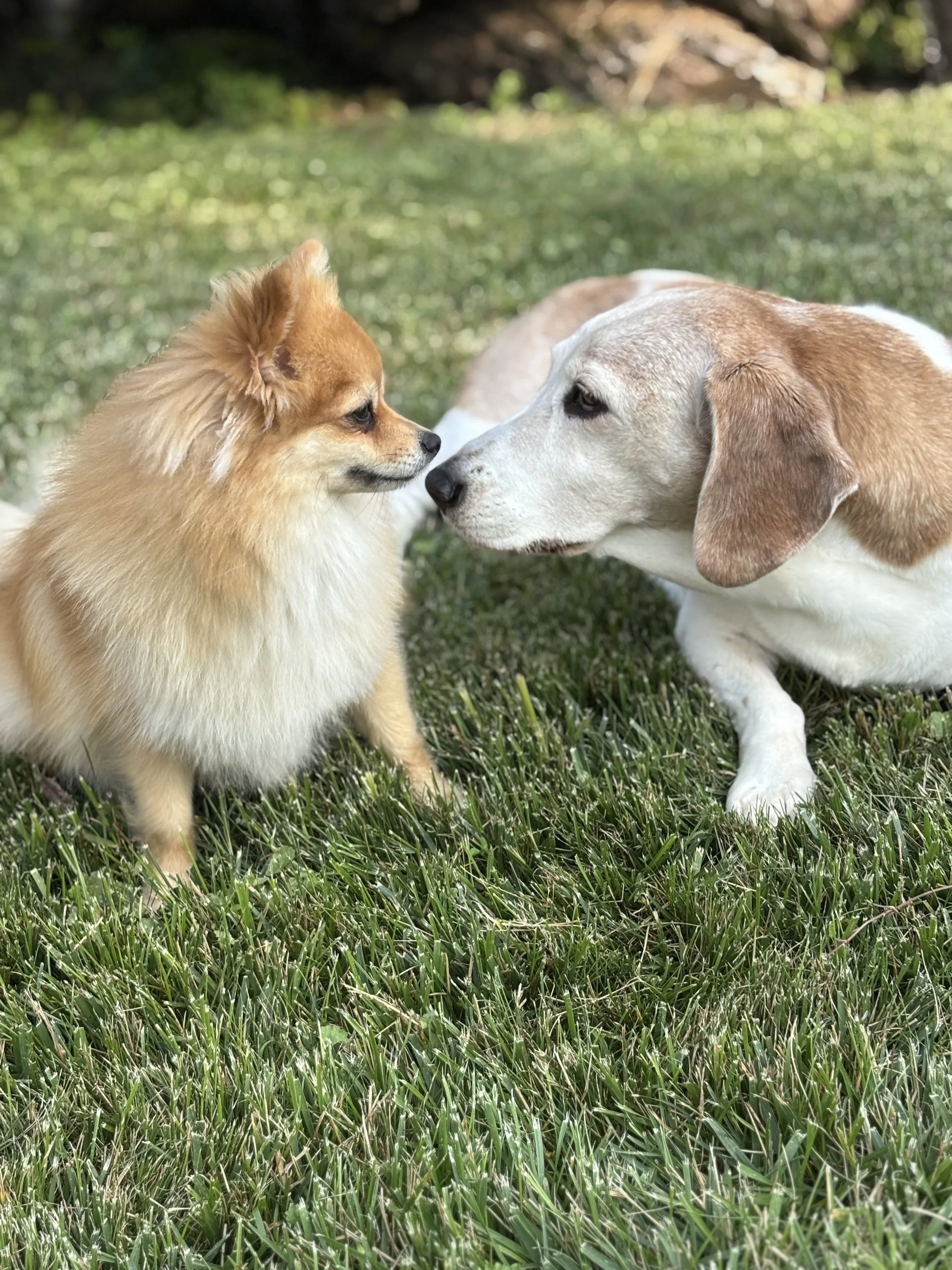 A small brown fluffy dog facing a larger tan and white dog on a grassy lawn.