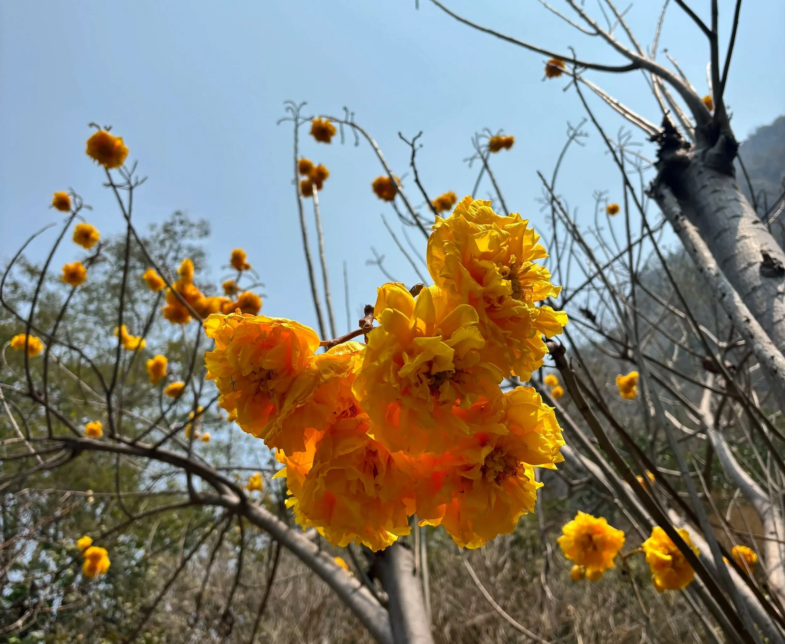 Close-up of vibrant yellow and orange flowers on a tree branch with a clear blue sky in the background.