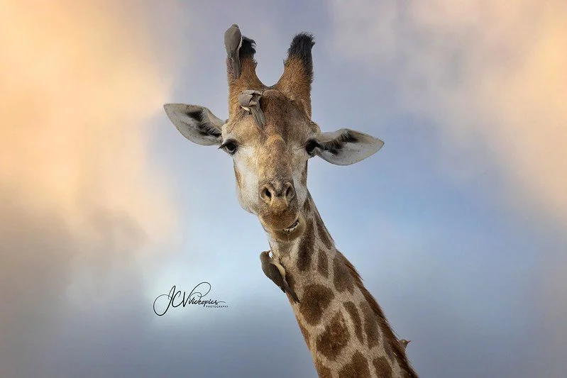 Close-up of a giraffe's head and neck against a sky with soft clouds.