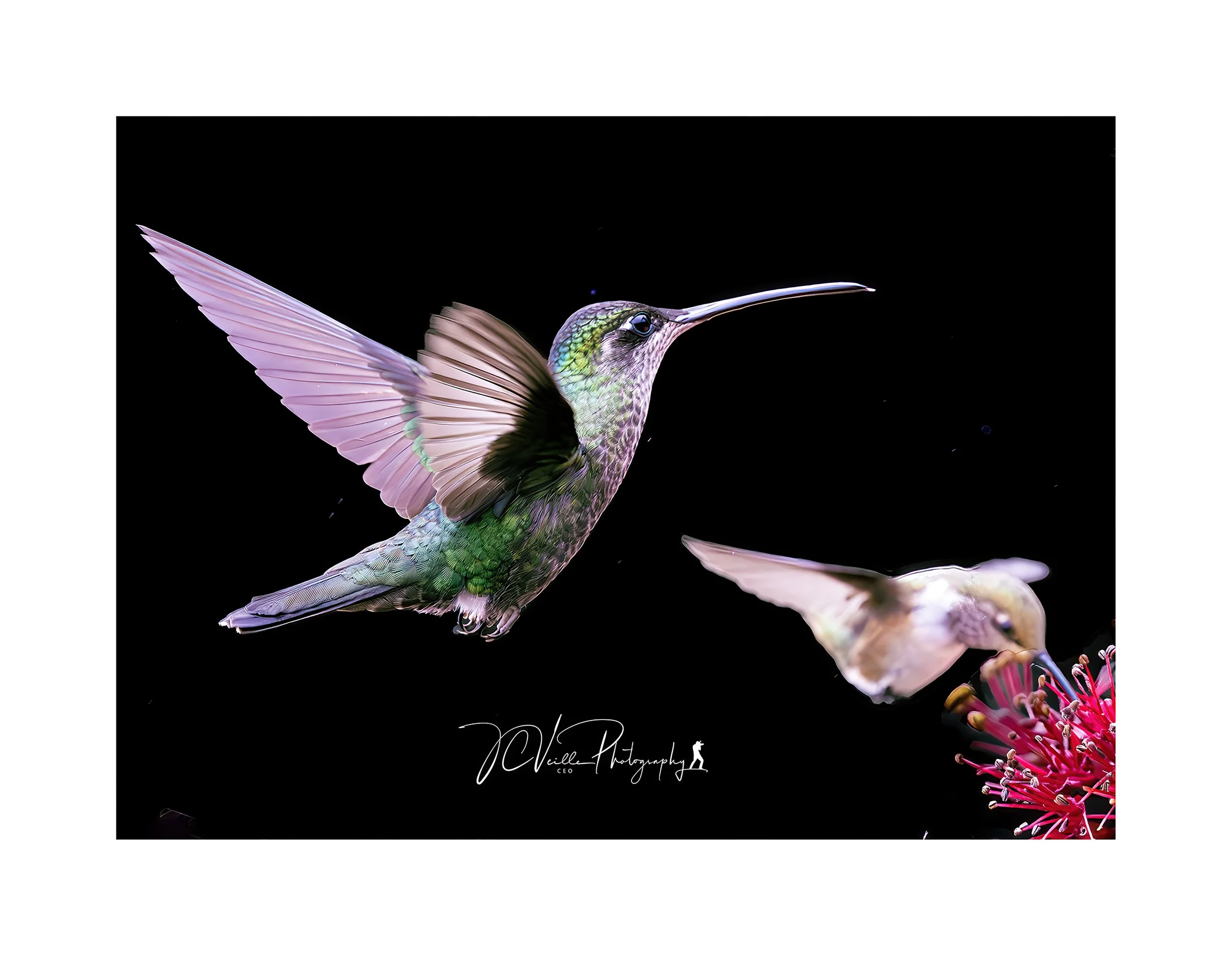 Hummingbirds