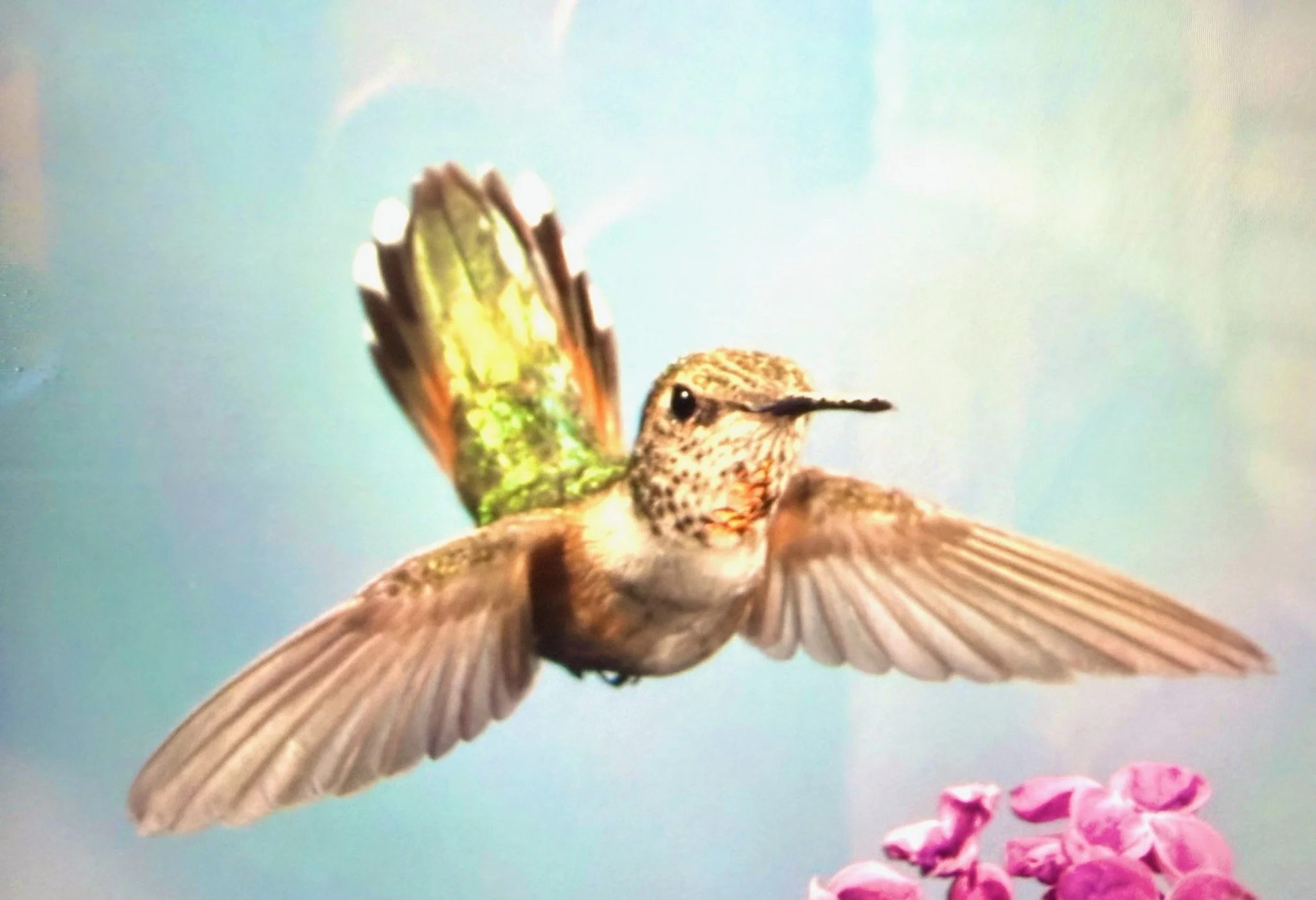 Hummingbird