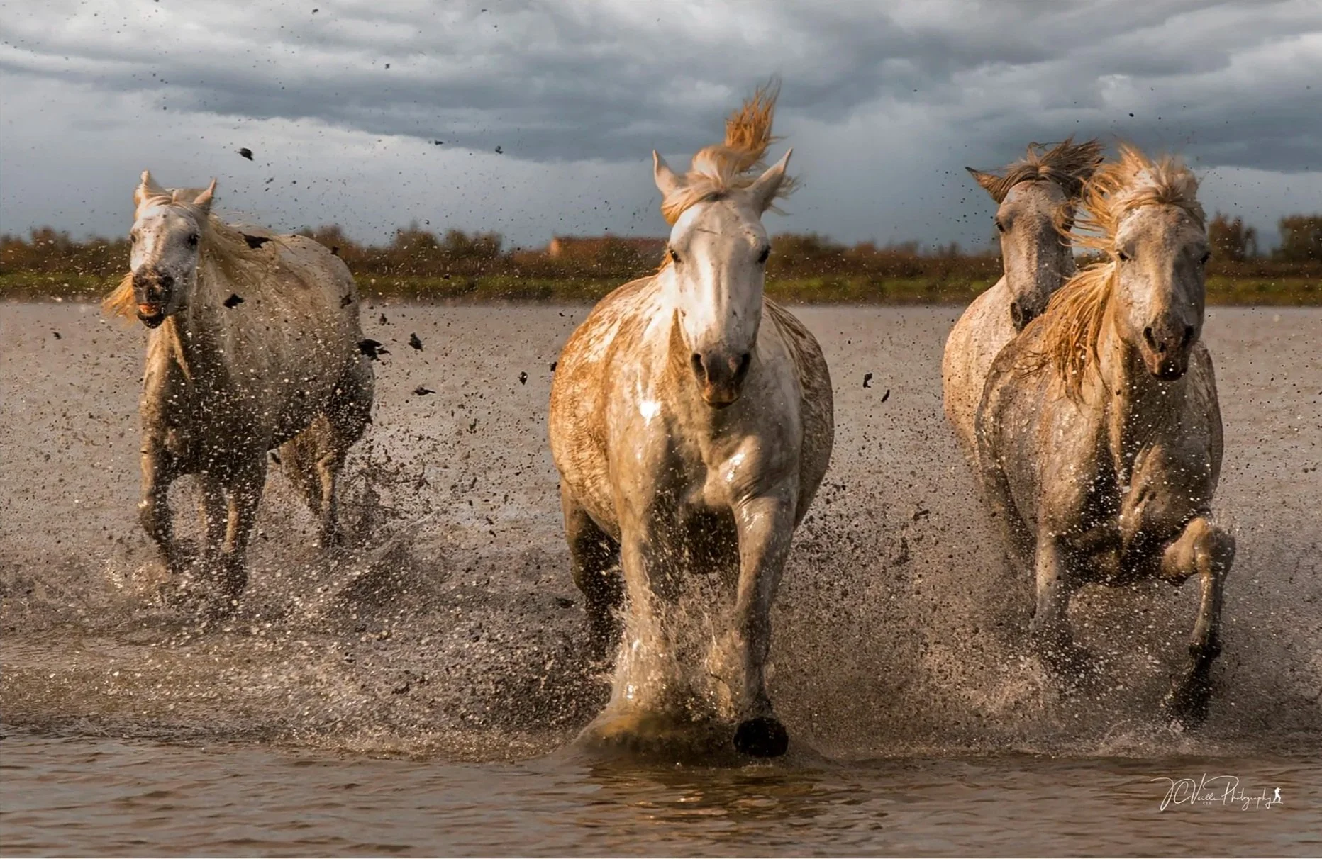 Four horses running through water, splashing and creating mud, with dark clouds overhead.