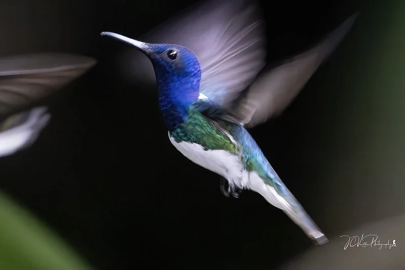 Humming Bird.jpg