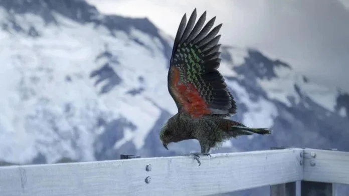 A N.Z. bird of prey with colorful and patterned feathers perched on a white railing against a snowy mountain backdrop.