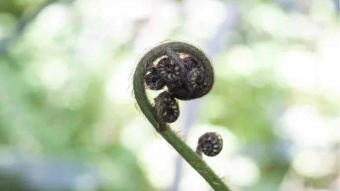 Close-up of a young fern frond unfurling.