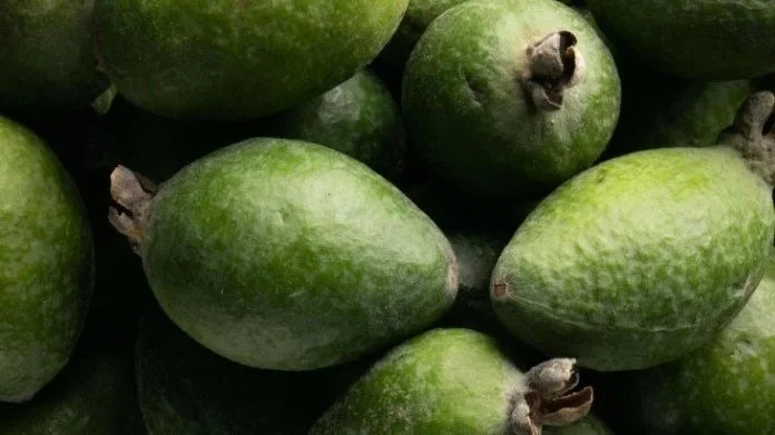 Close-up of group of green feijoas.