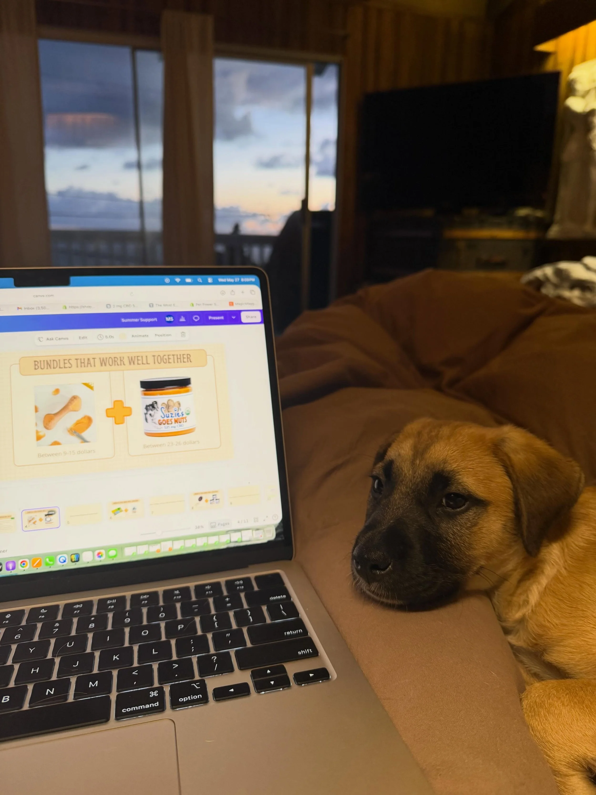 Everything I do is DOGS-

🐾Taking care of foster dog Ron from @soulmaterescue 
🐾 Making a presentation for @retail.pet to educate independent retailers on how to support dogs through summer fun! Featuring @suziescbdtreats and @talltailstrail 
🐾 no