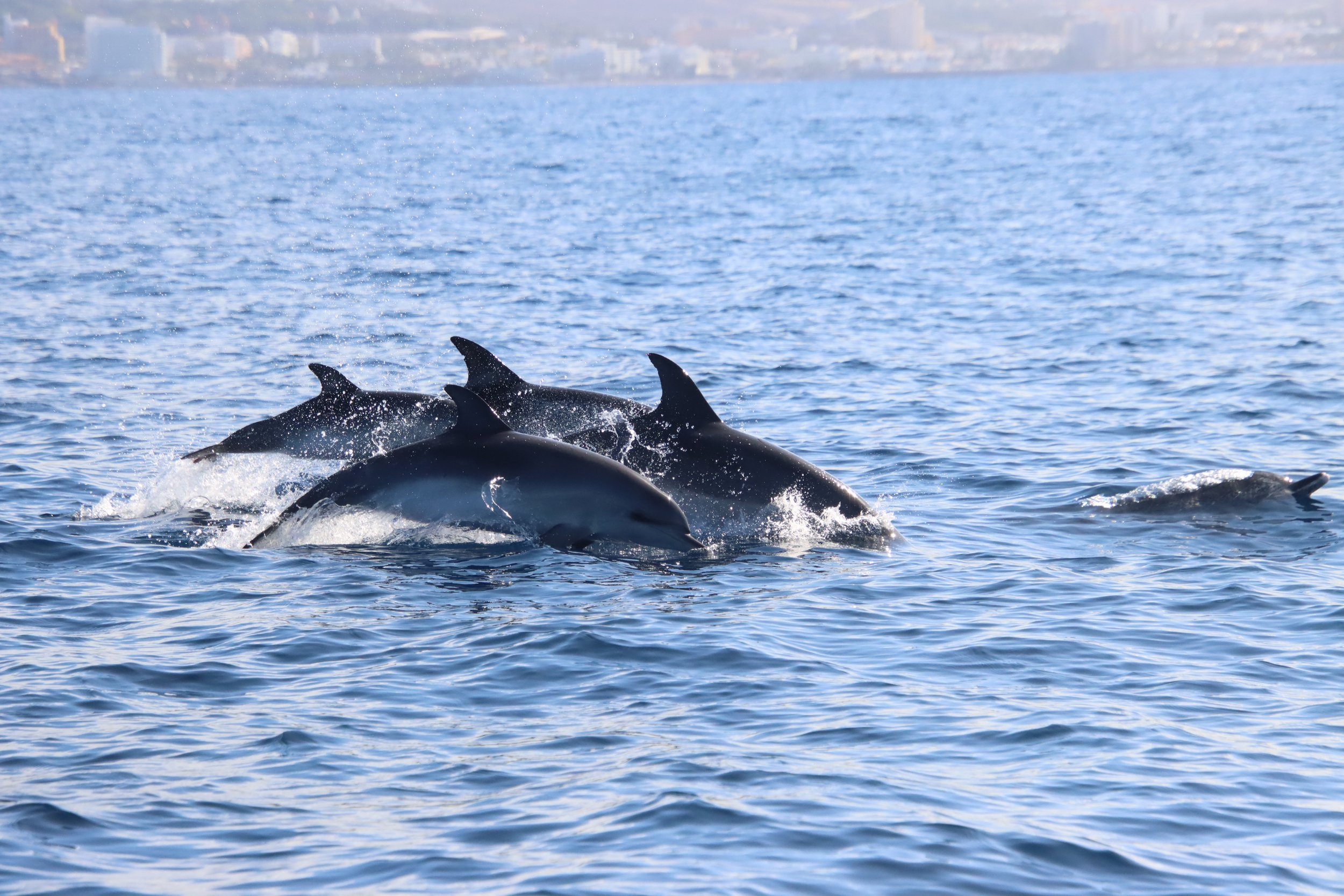 A pod of dolphins swimming in the ocean, photos from mutatiomare work in the field