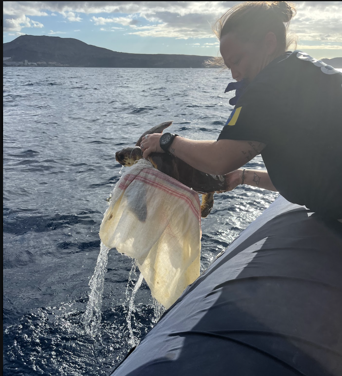 Person holding a sea turtle wrapped in a cloth above the water during sunset, with a mountain in the background.