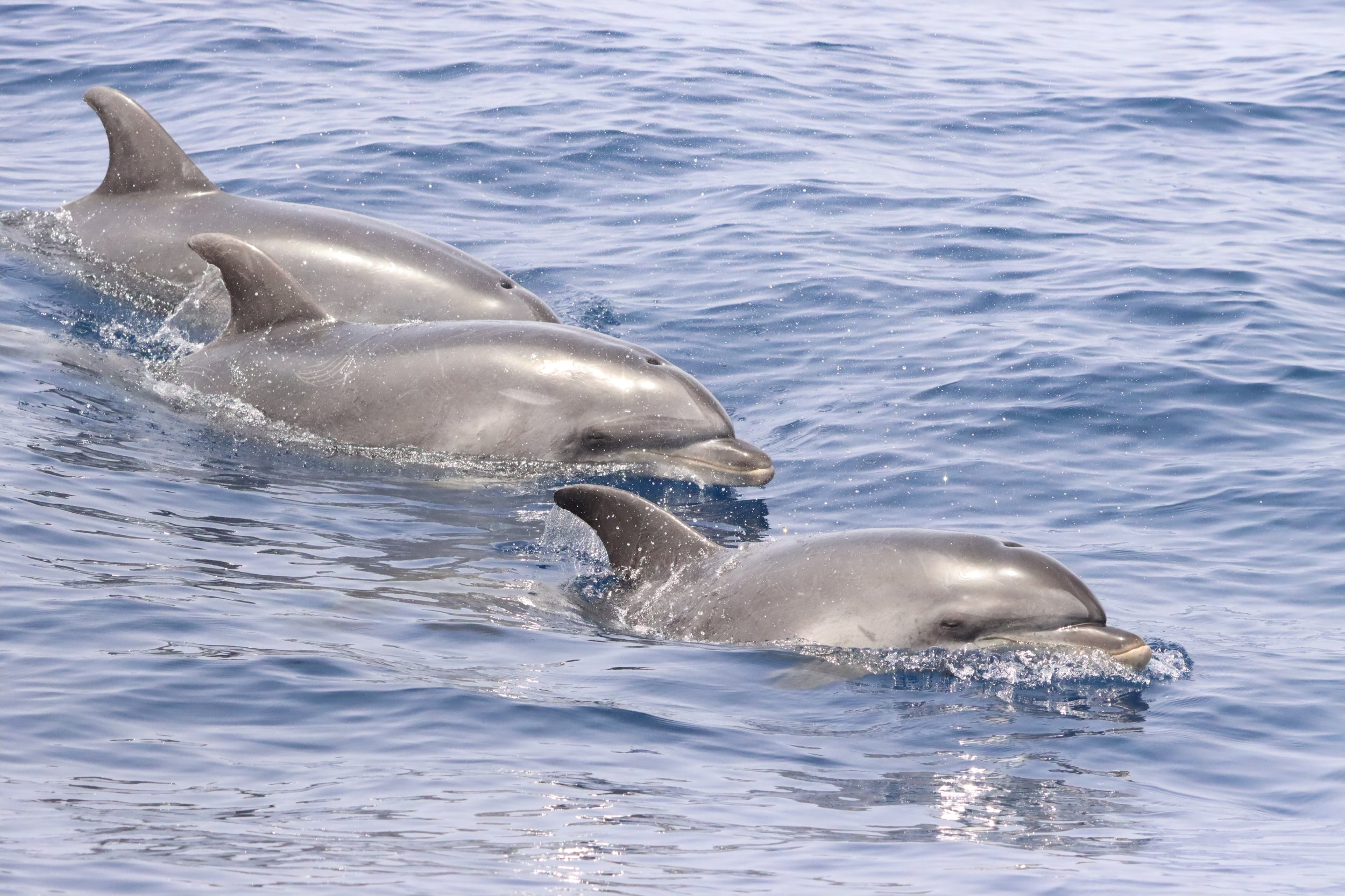 A group of dolphins swimming in the ocean, with their dorsal fins visible above the water.