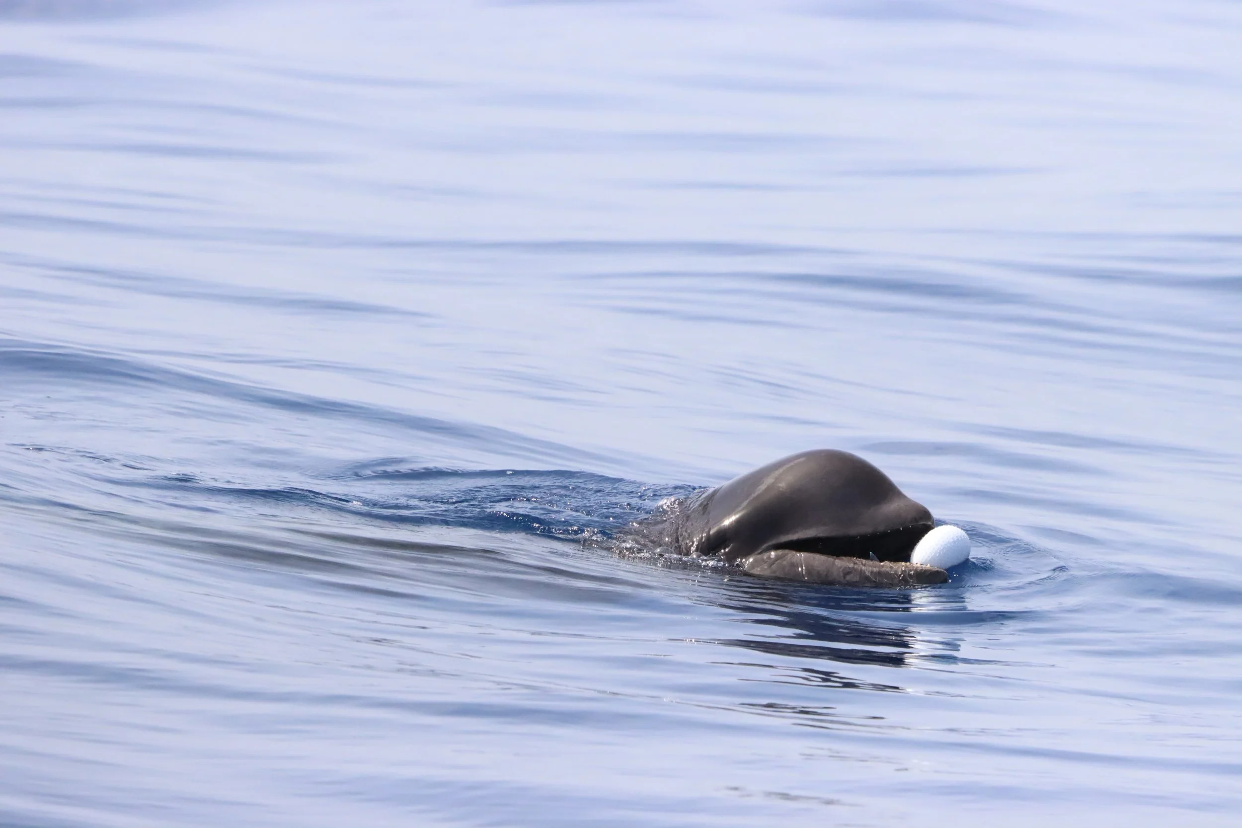 A dolphin surfacing near the water's surface with a golf ball on its nose.