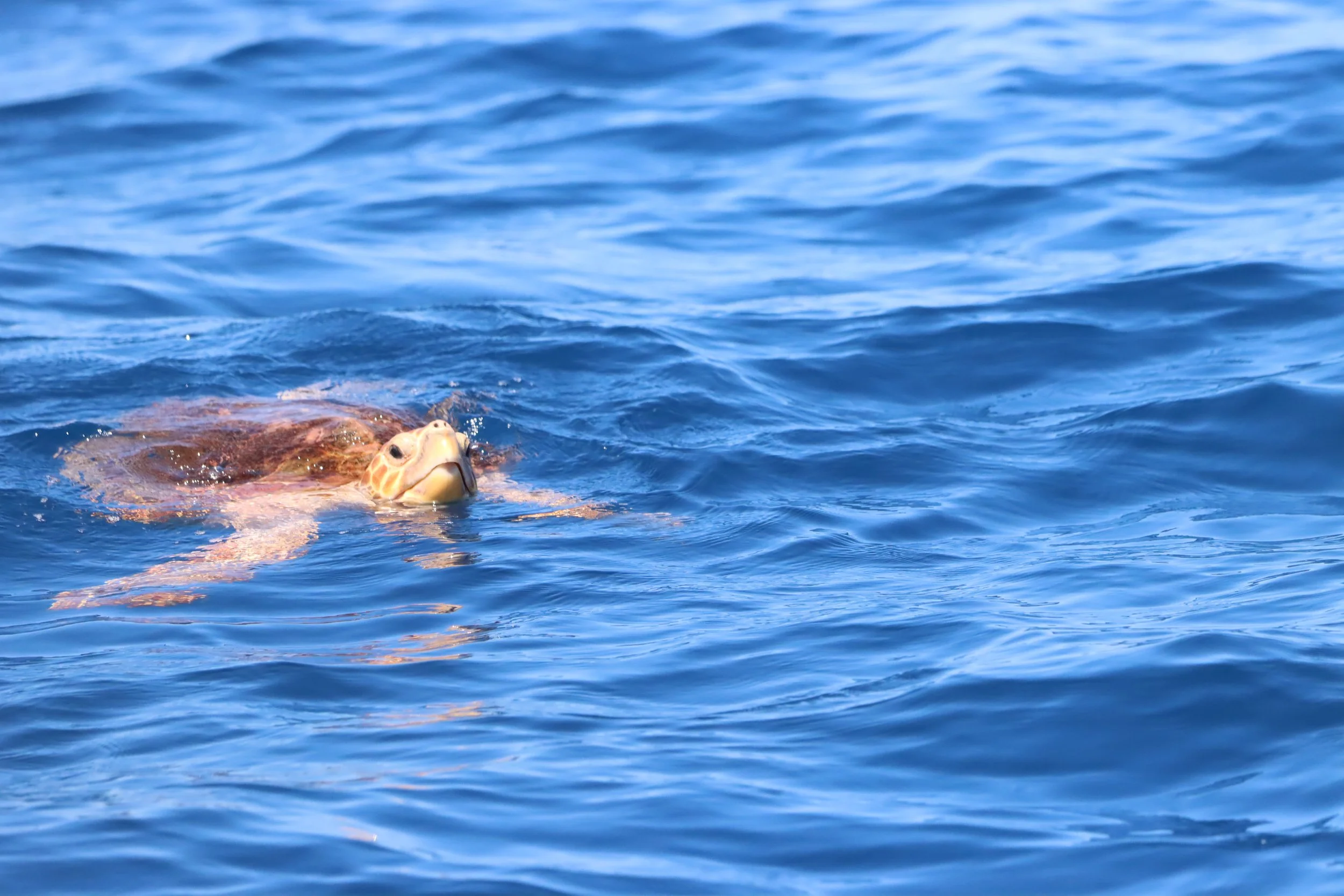 A turtle swimming in the blue ocean, with its head partially above water and surrounded by gentle waves.