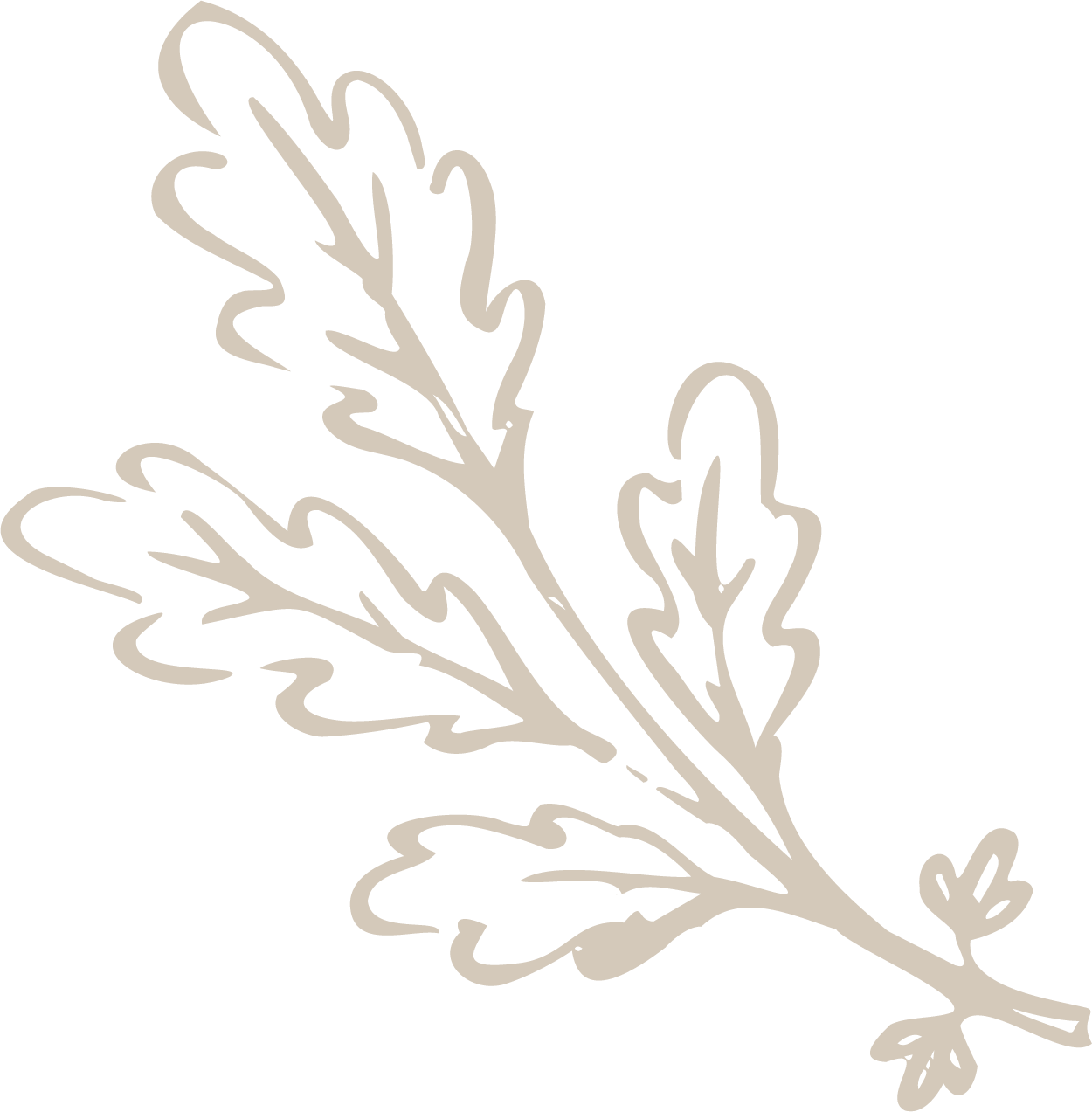 A line drawing of a sprig of parsley with multiple leaves on a black background.